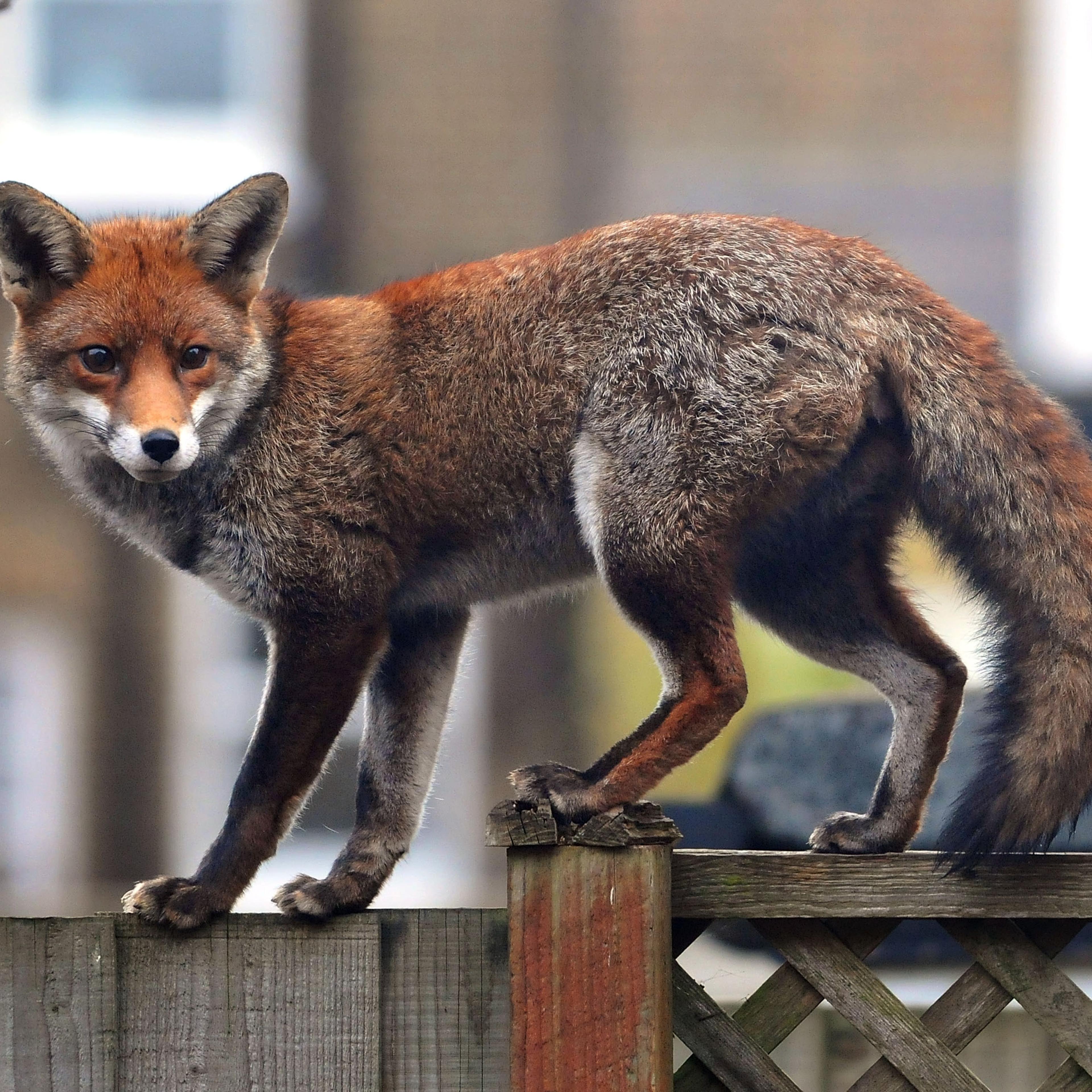 Urban Fox In West London