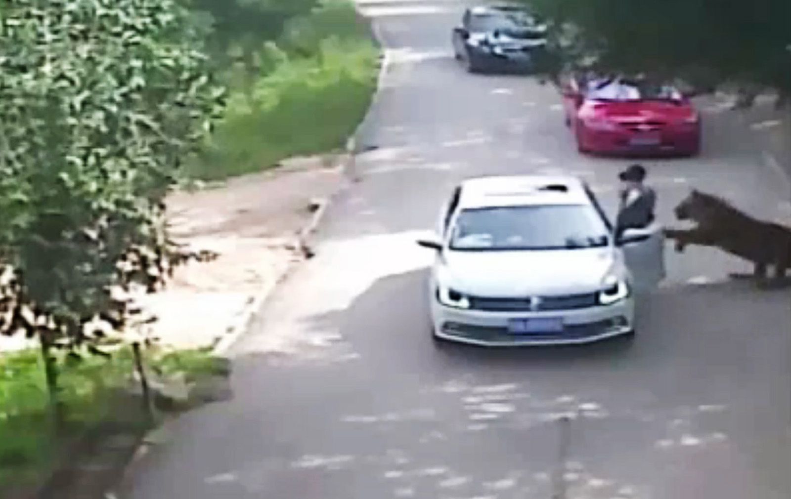 This video frame grab received from China's state broadcaster CCTV shows a tiger attacking a passenger after she stepped out a car at Beijing Badaling Wildlife World on July 23, 2016.