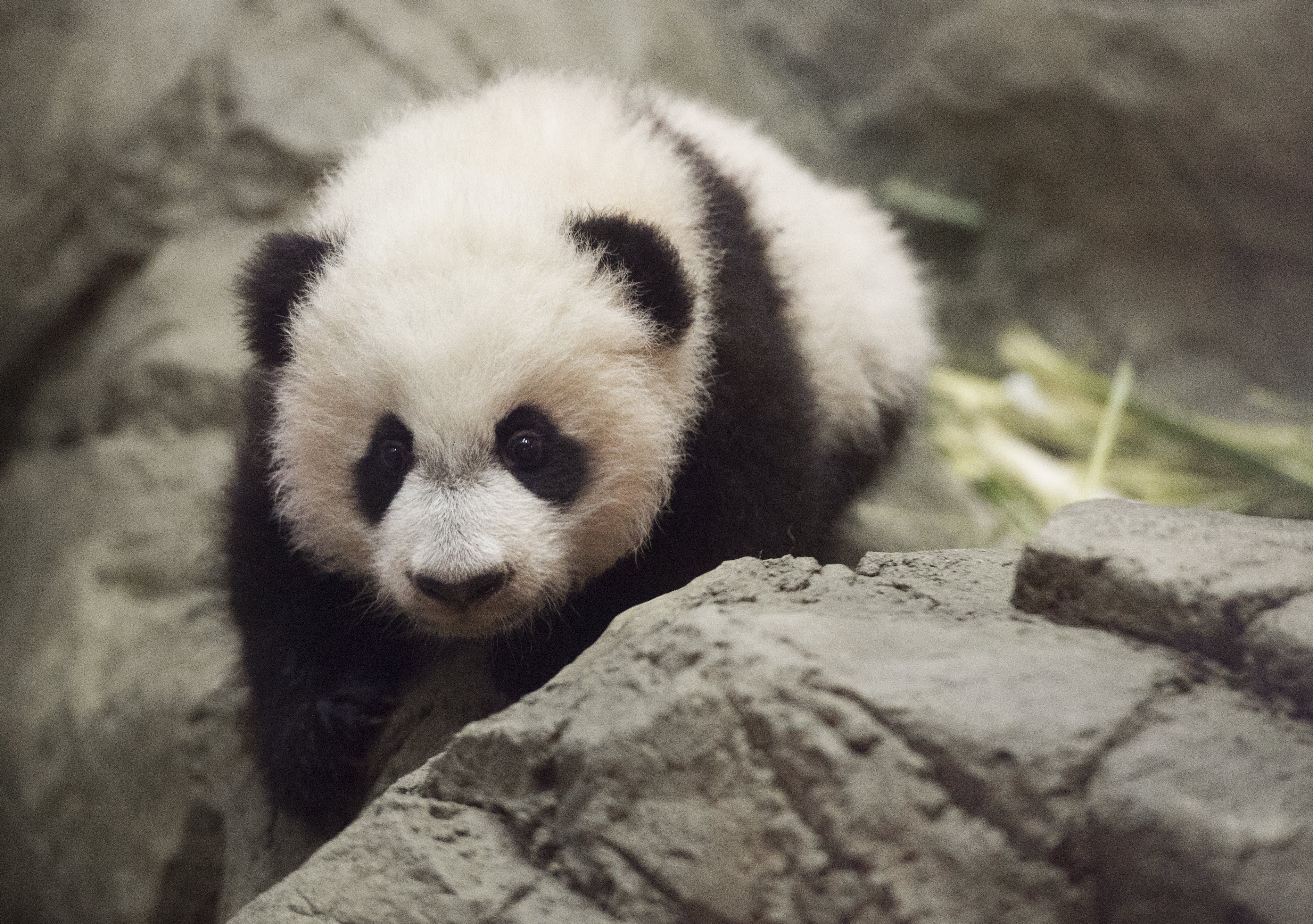 US-ANIMALS-MEDIA-PANDA-ZOO