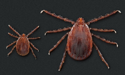 Asian-longhorned-ticks