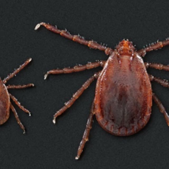 Asian-longhorned-ticks