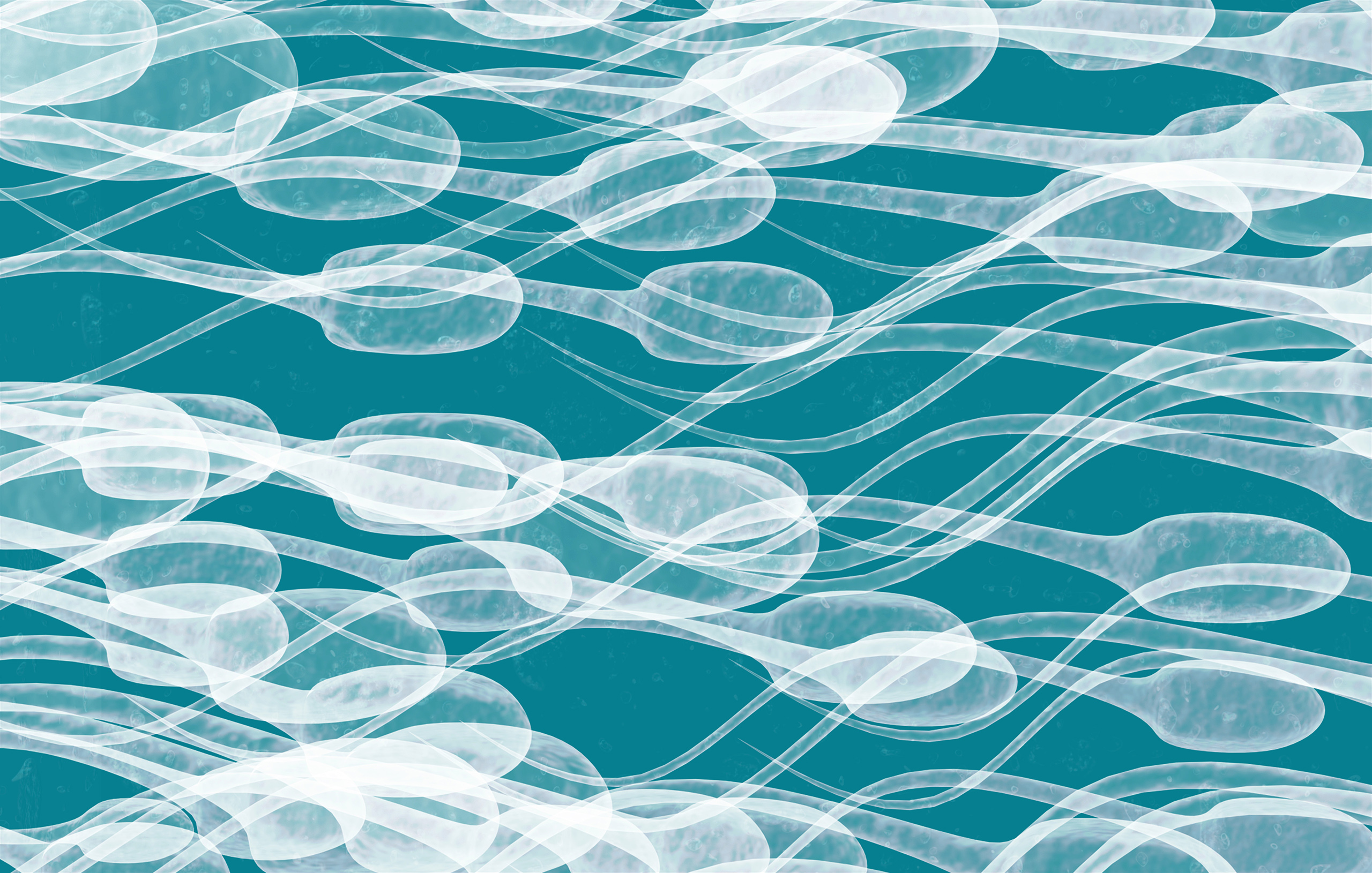 Sperm cells