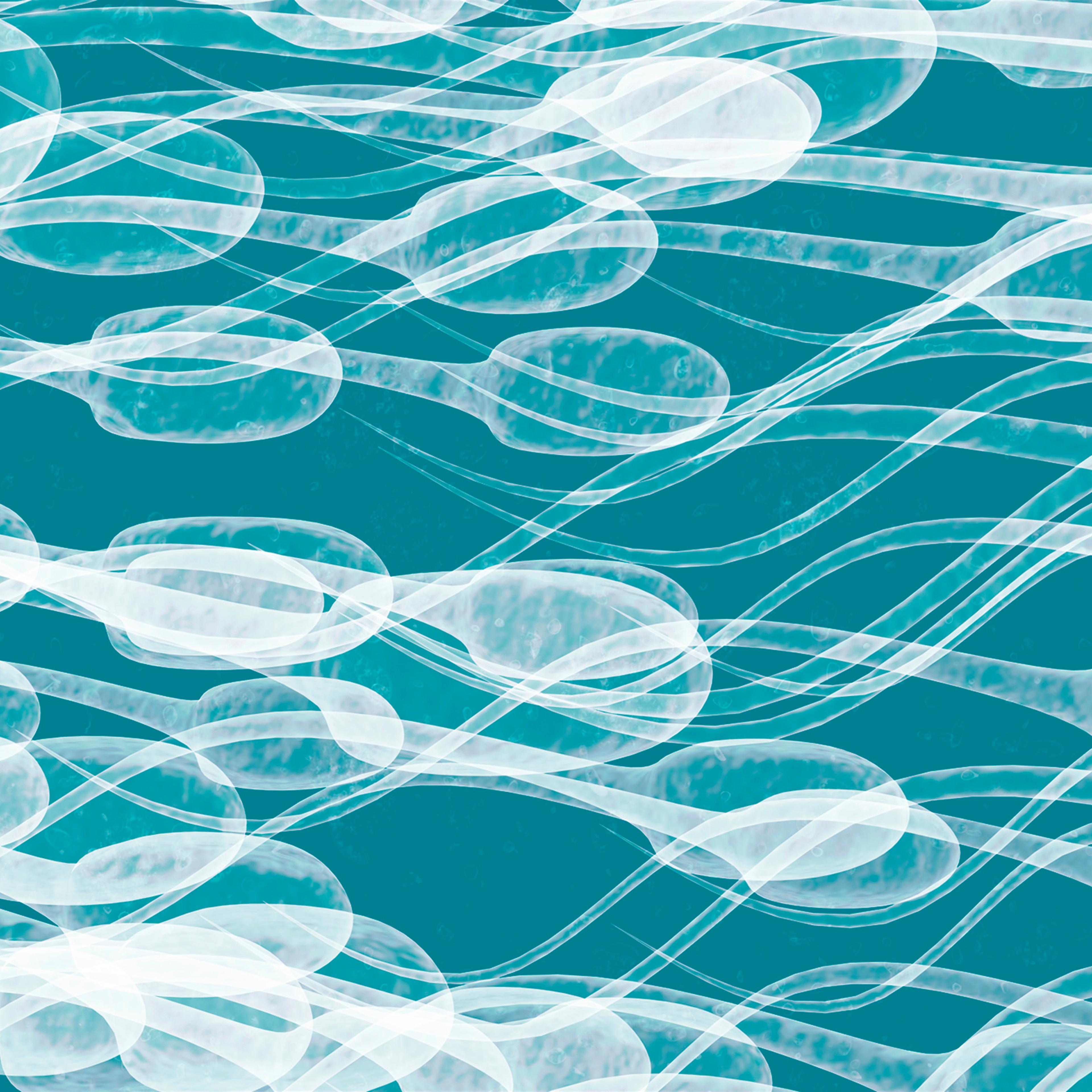 Sperm cells