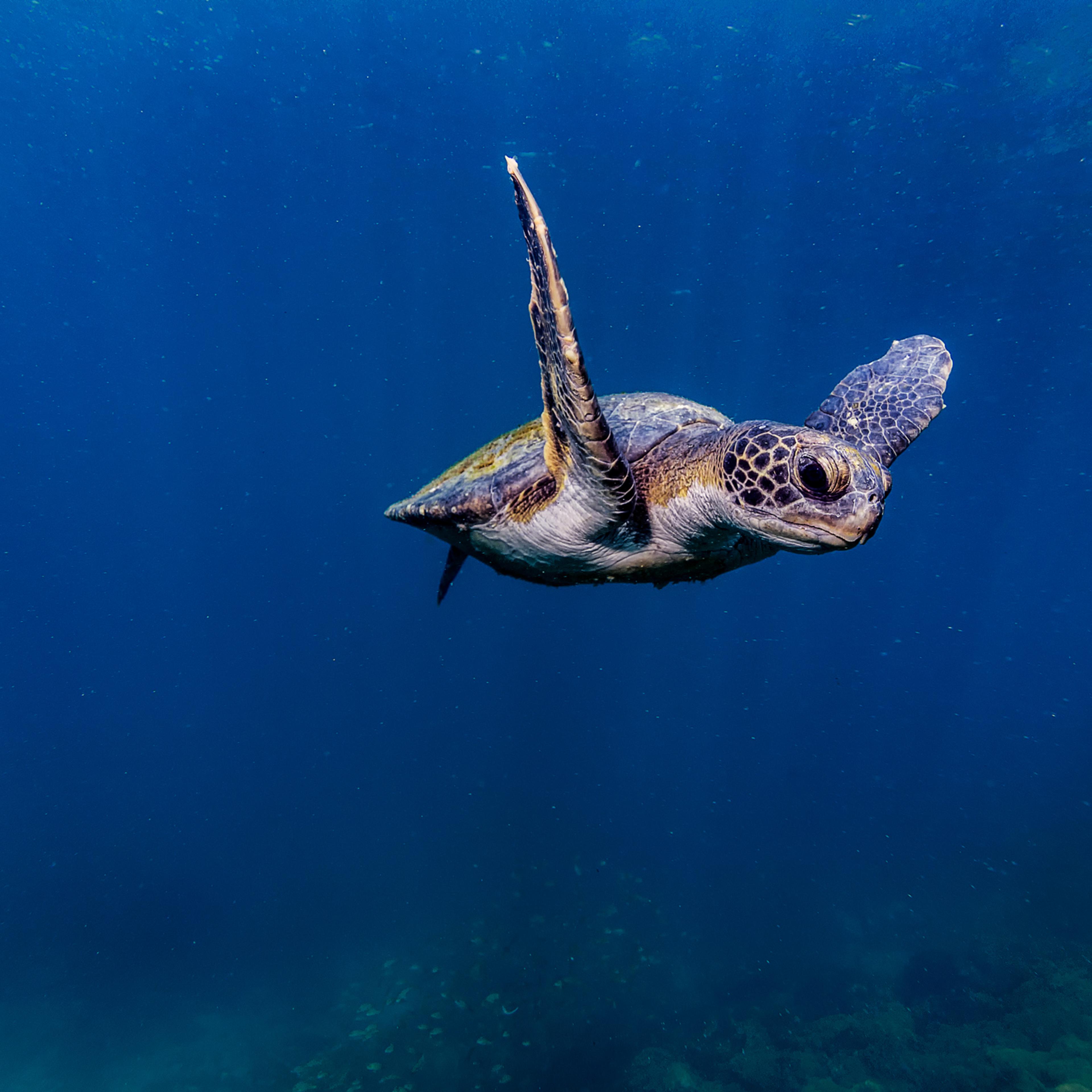 Sea Turtle Swimming In Brazil