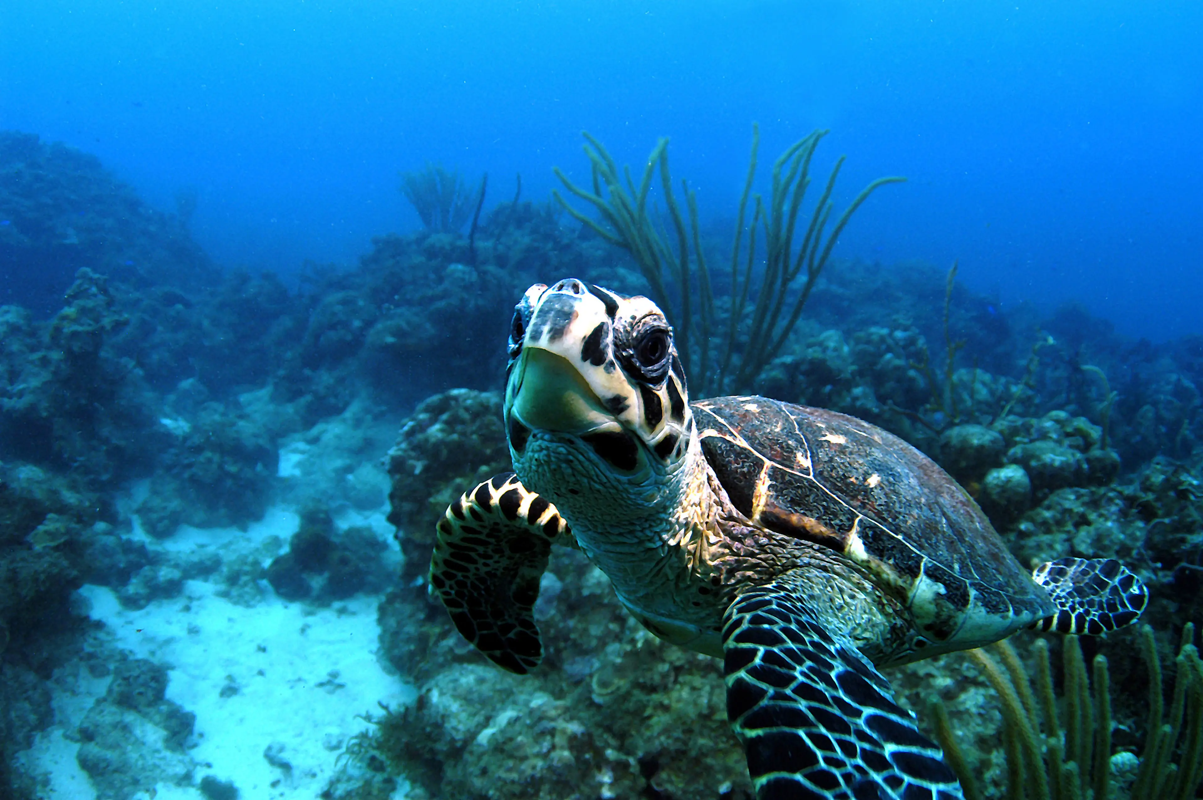 Hawksbill turtle
