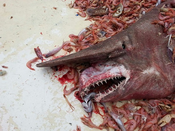 This creature was caught on April 19 off the coast of Key West, Florida.