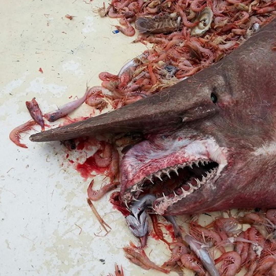 This creature was caught on April 19 off the coast of Key West, Florida.