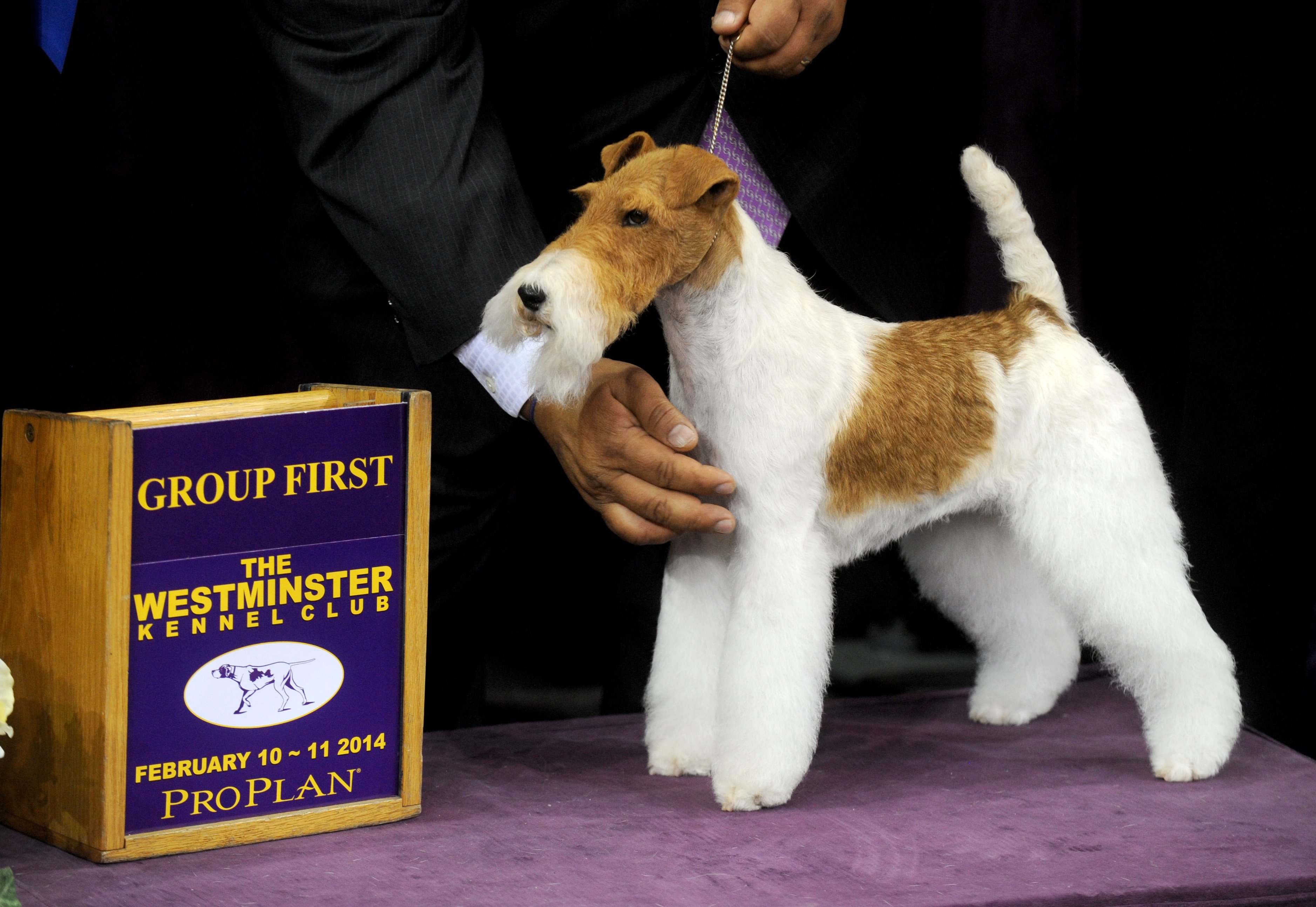 Sky, a Wire Fox Terrier, competes with her handler, Gabriel Rangel, in the Best in Show category in the Westminster Dog Show on February 11, 2014 in New York City.