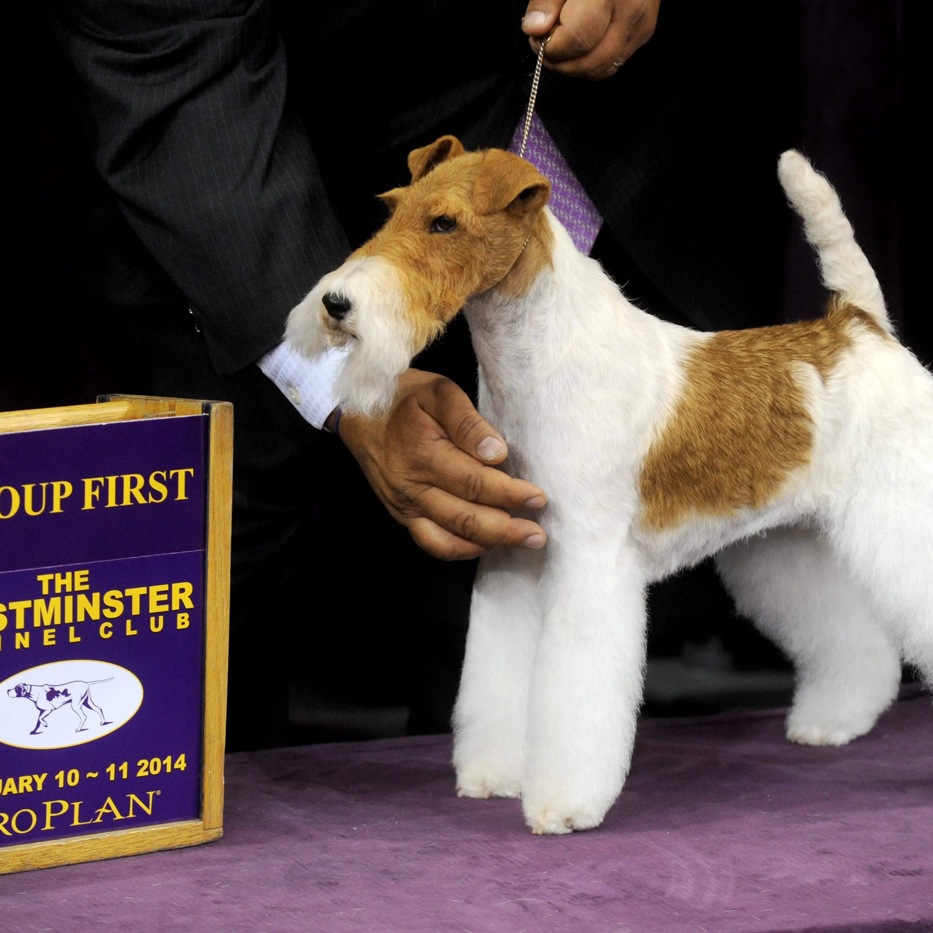 Sky, a Wire Fox Terrier, competes with her handler, Gabriel Rangel, in the Best in Show category in the Westminster Dog Show on February 11, 2014 in New York City.