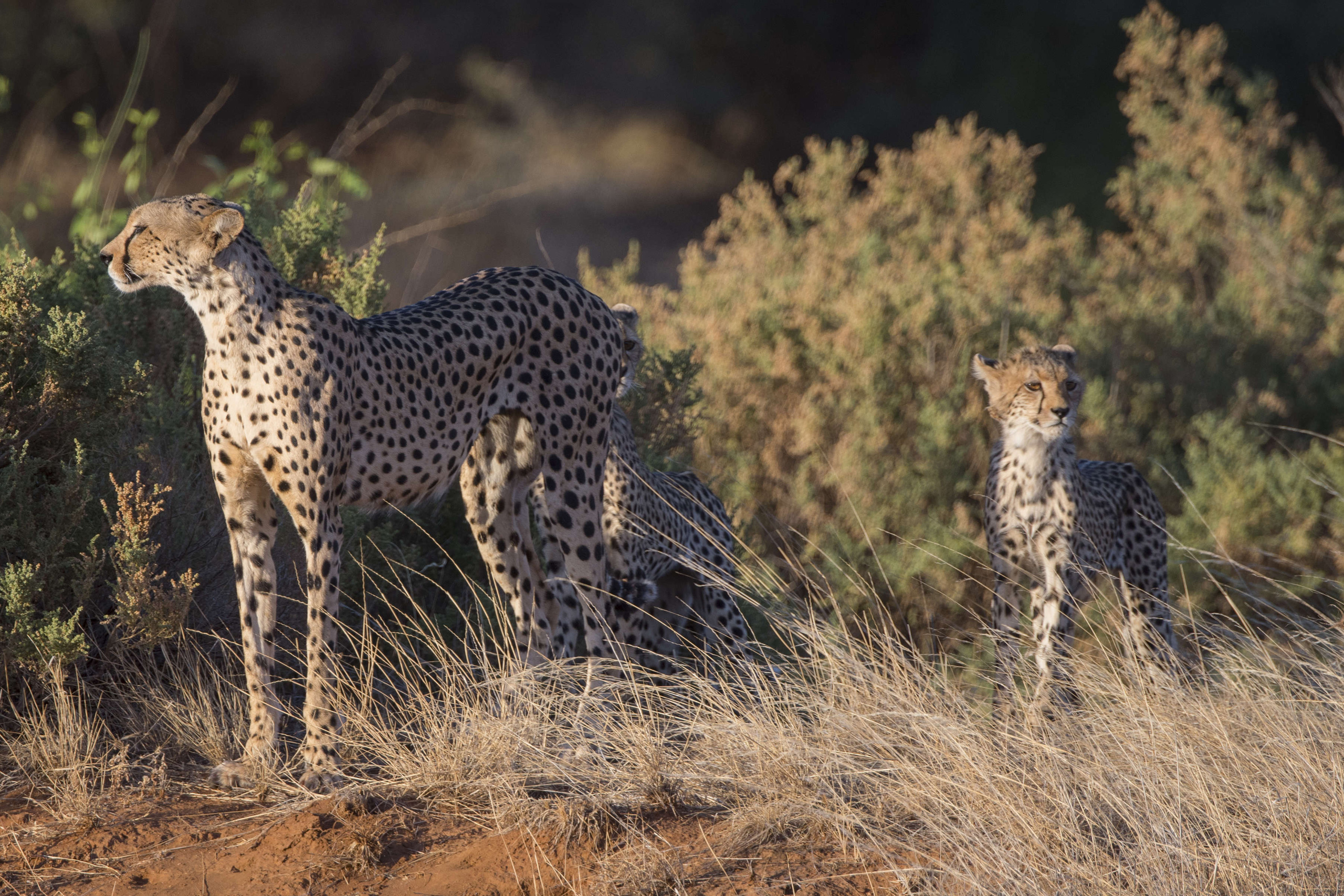 A Cheetah (Acinonyx jubatus) mother with cubs is looking for
