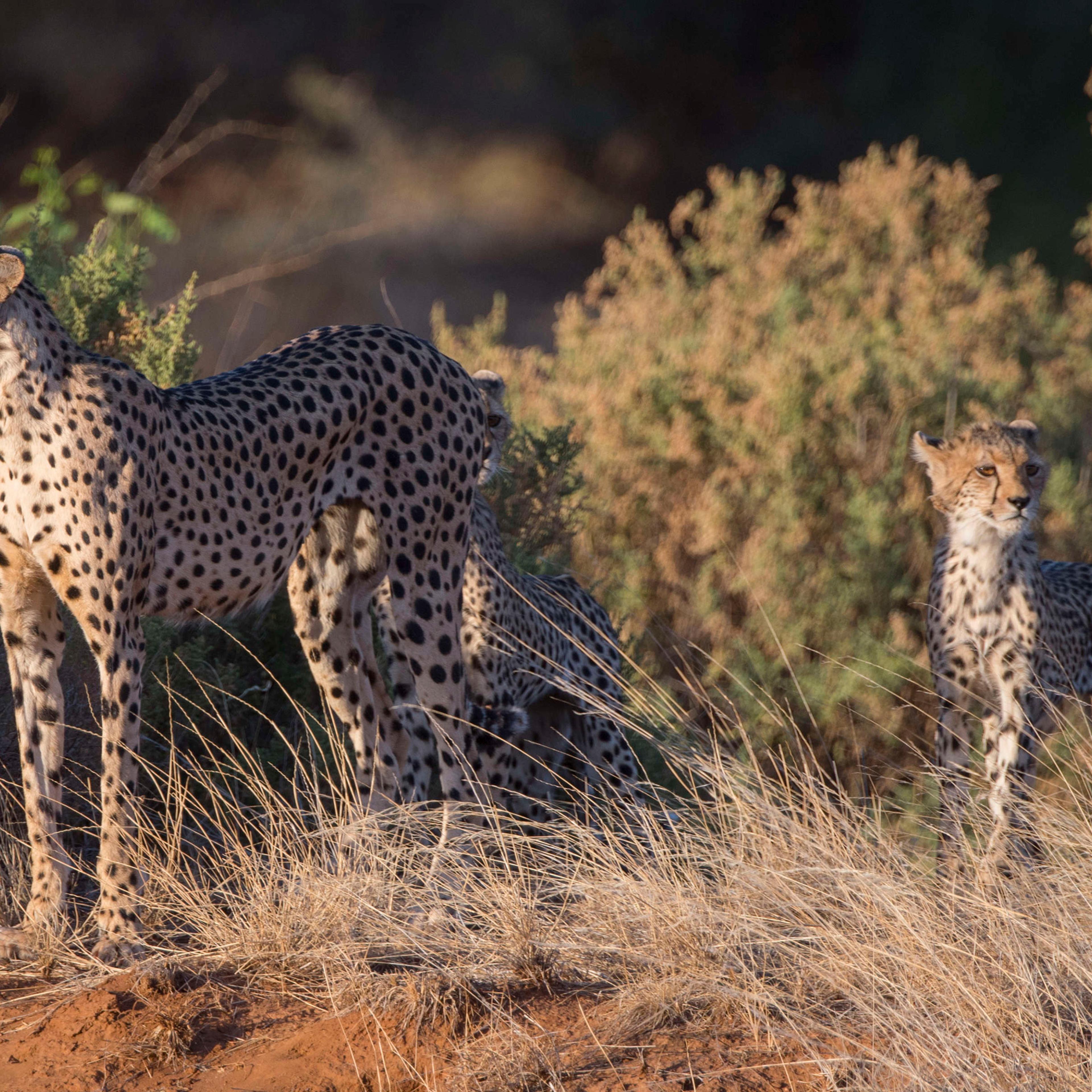 A Cheetah (Acinonyx jubatus) mother with cubs is looking for