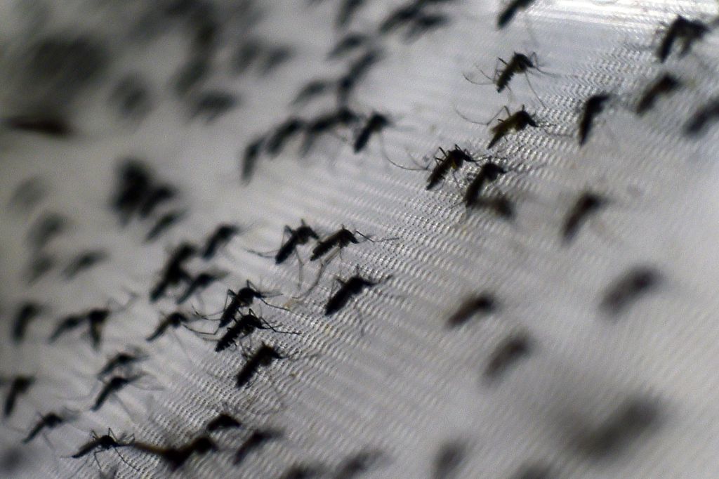 BRAZIL-MOSQUITO-DENGUE-CONTROL-OPERATION
