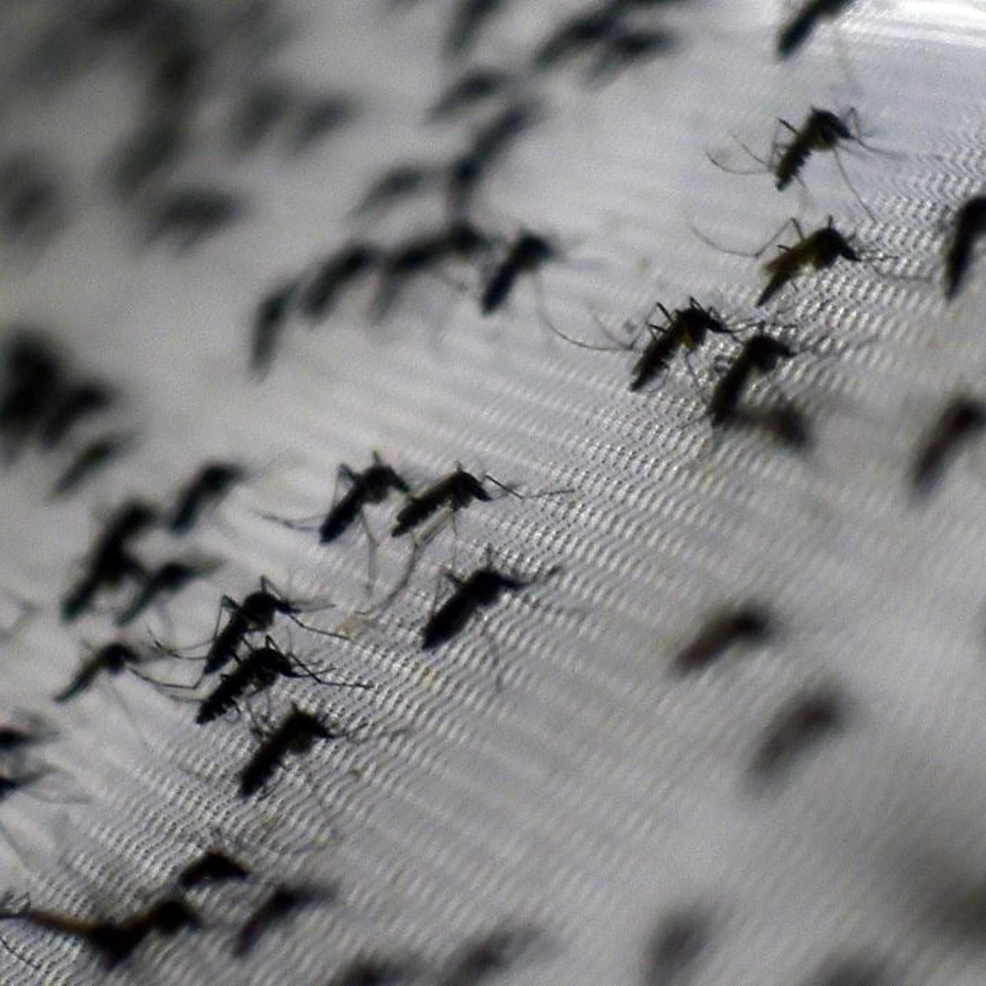BRAZIL-MOSQUITO-DENGUE-CONTROL-OPERATION