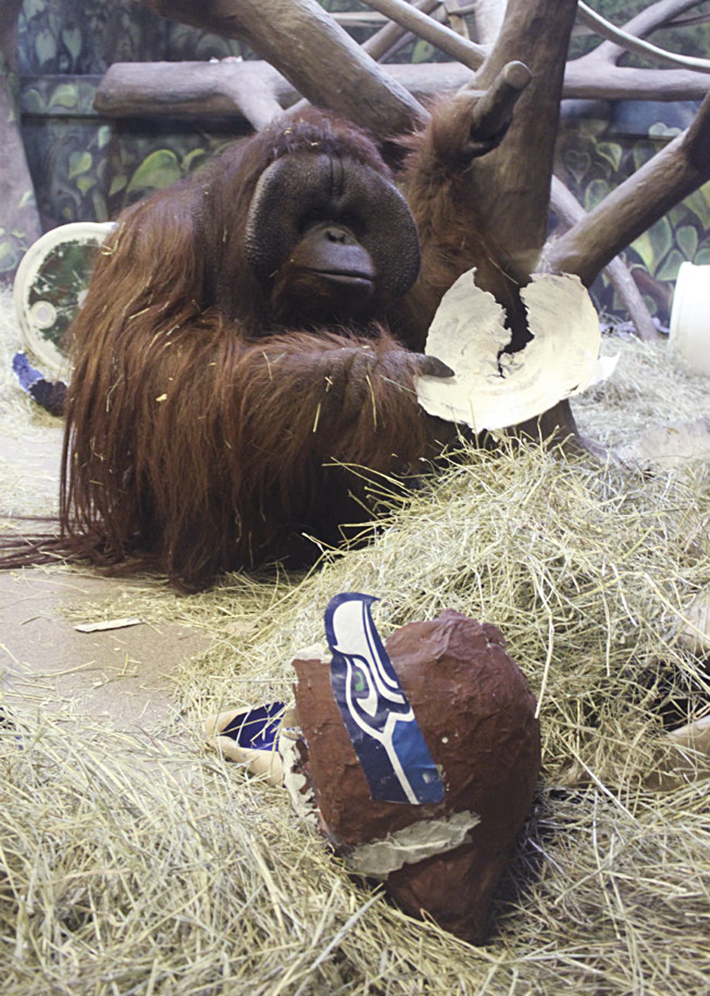 Super Bowl Prognosticating Ape Dies
