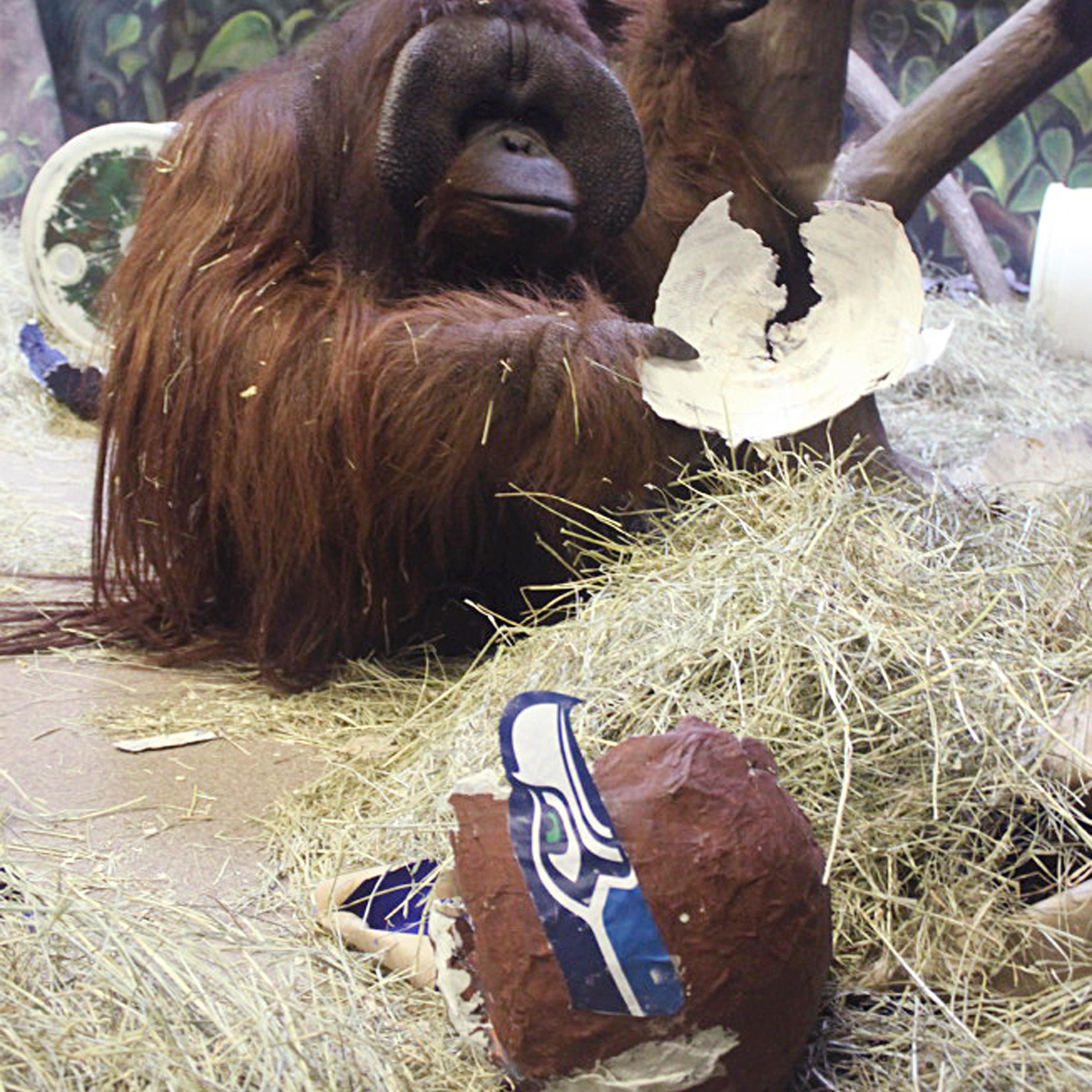 Super Bowl Prognosticating Ape Dies
