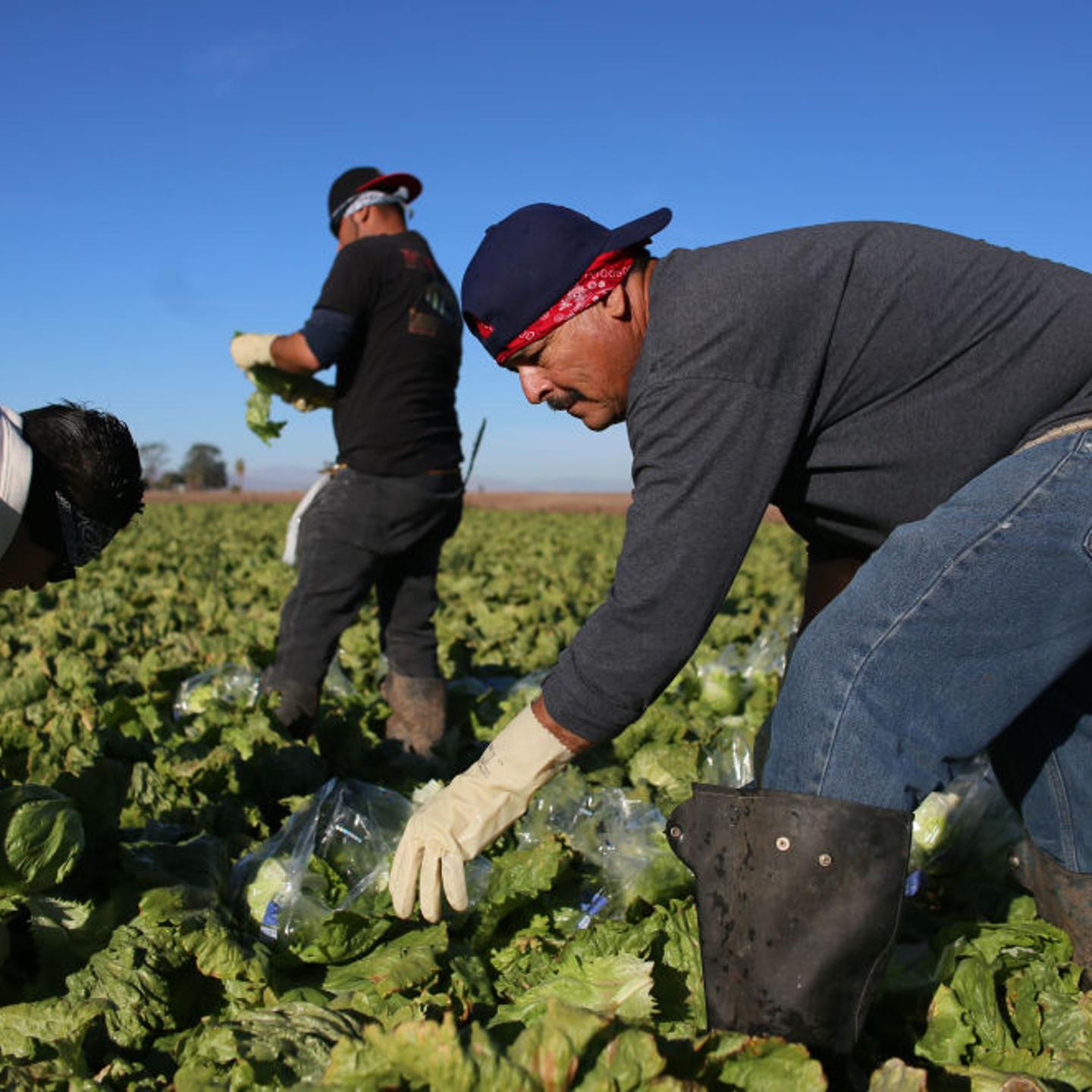 US-ECONOMY-MIGRANTS-FARMING
