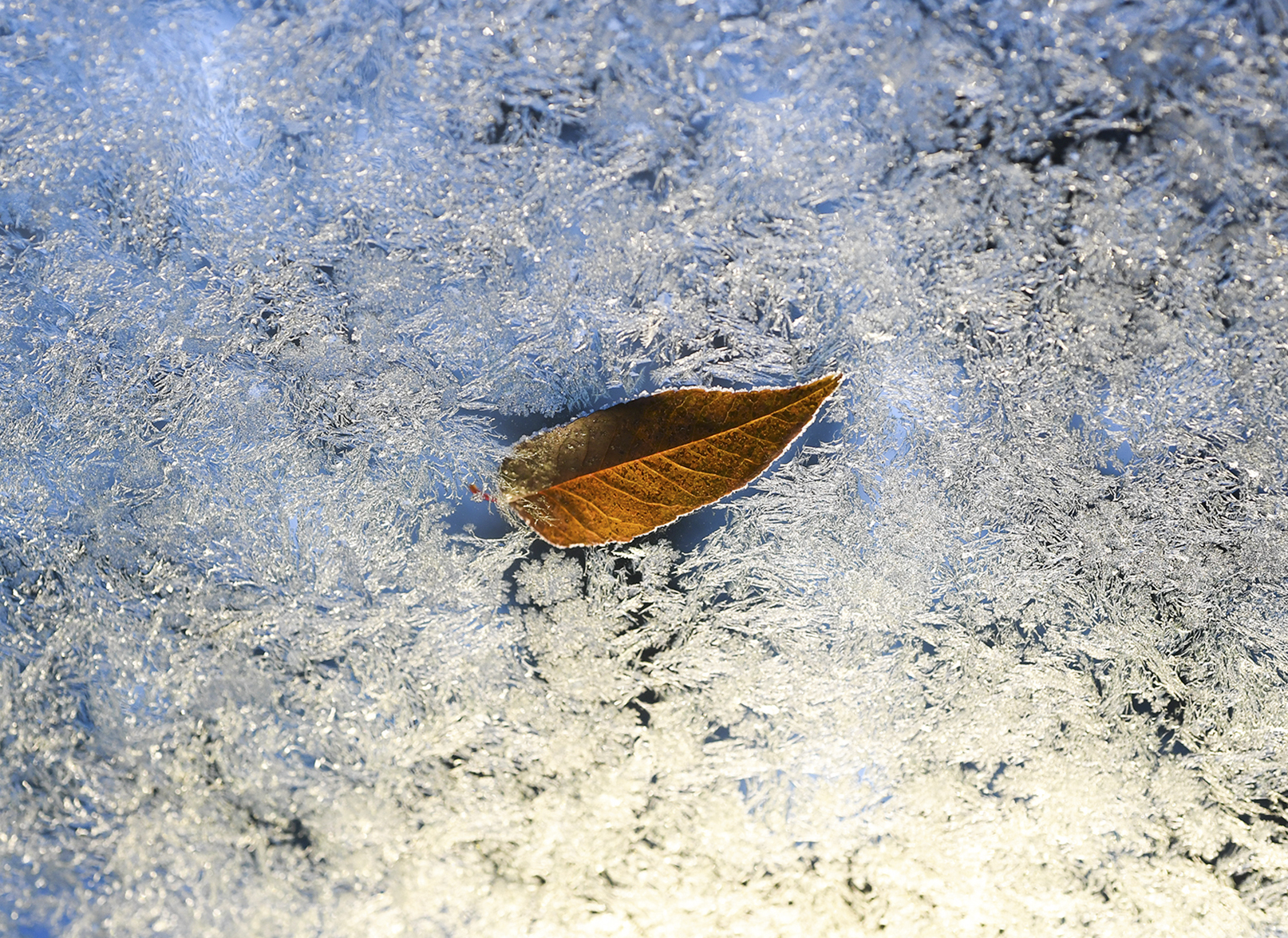 Temperatures drop below freezing causing frost and ice to form on October 15, 2018 in Lakewood, Colorado. The U.S. is bracing for cold temperatures, flooding and winds for Thanksgiving week.