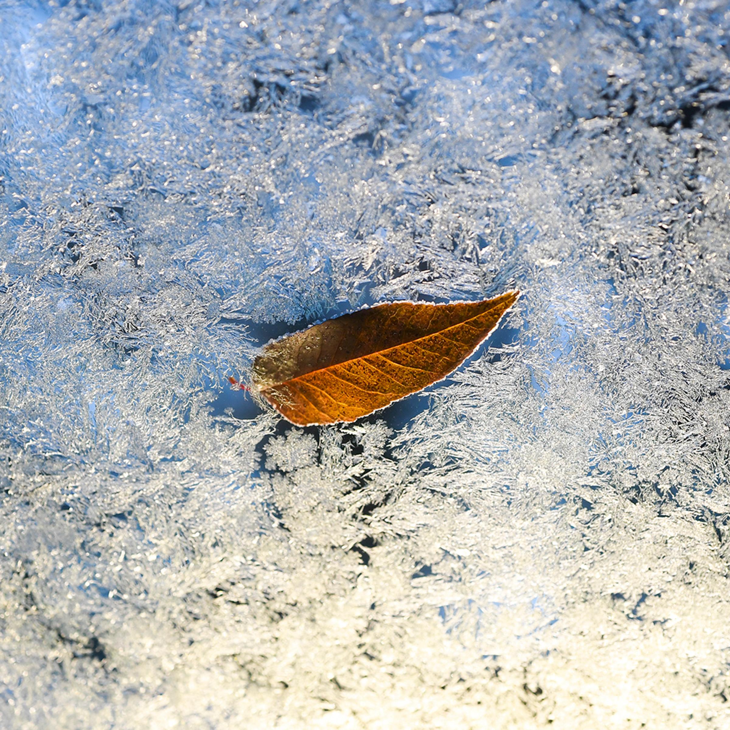 Temperatures drop below freezing causing frost and ice to form on October 15, 2018 in Lakewood, Colorado. The U.S. is bracing for cold temperatures, flooding and winds for Thanksgiving week.