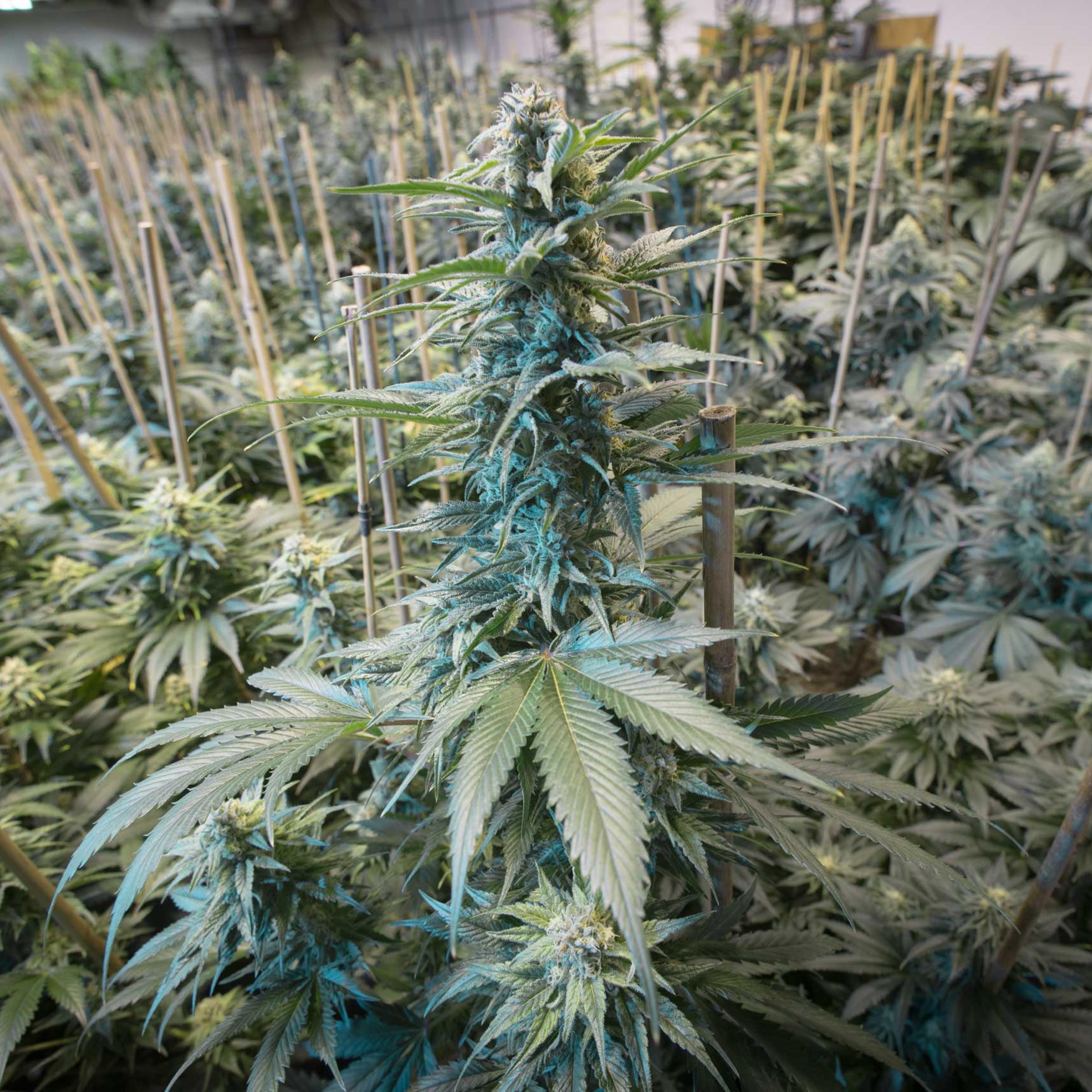 marijuana