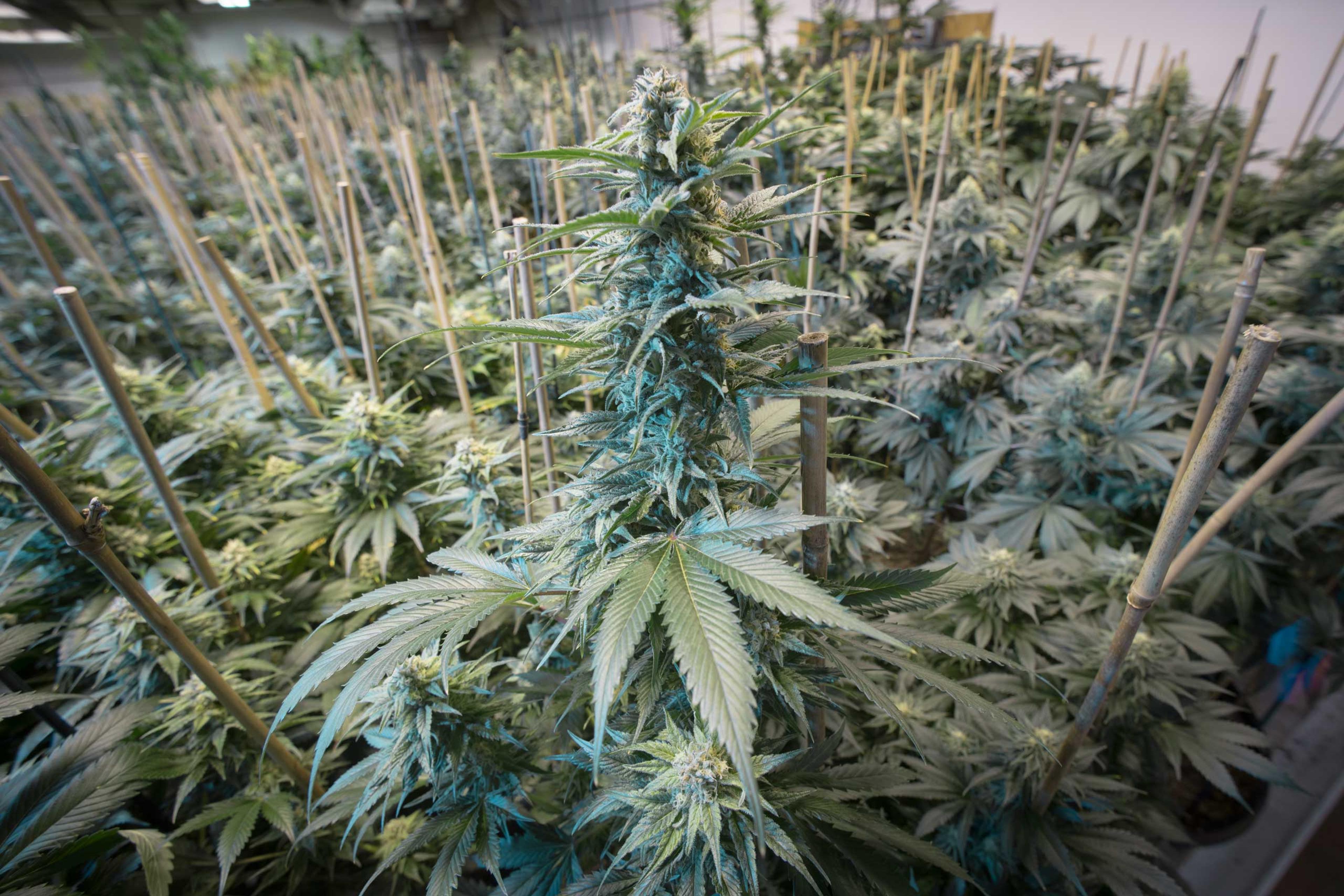 marijuana