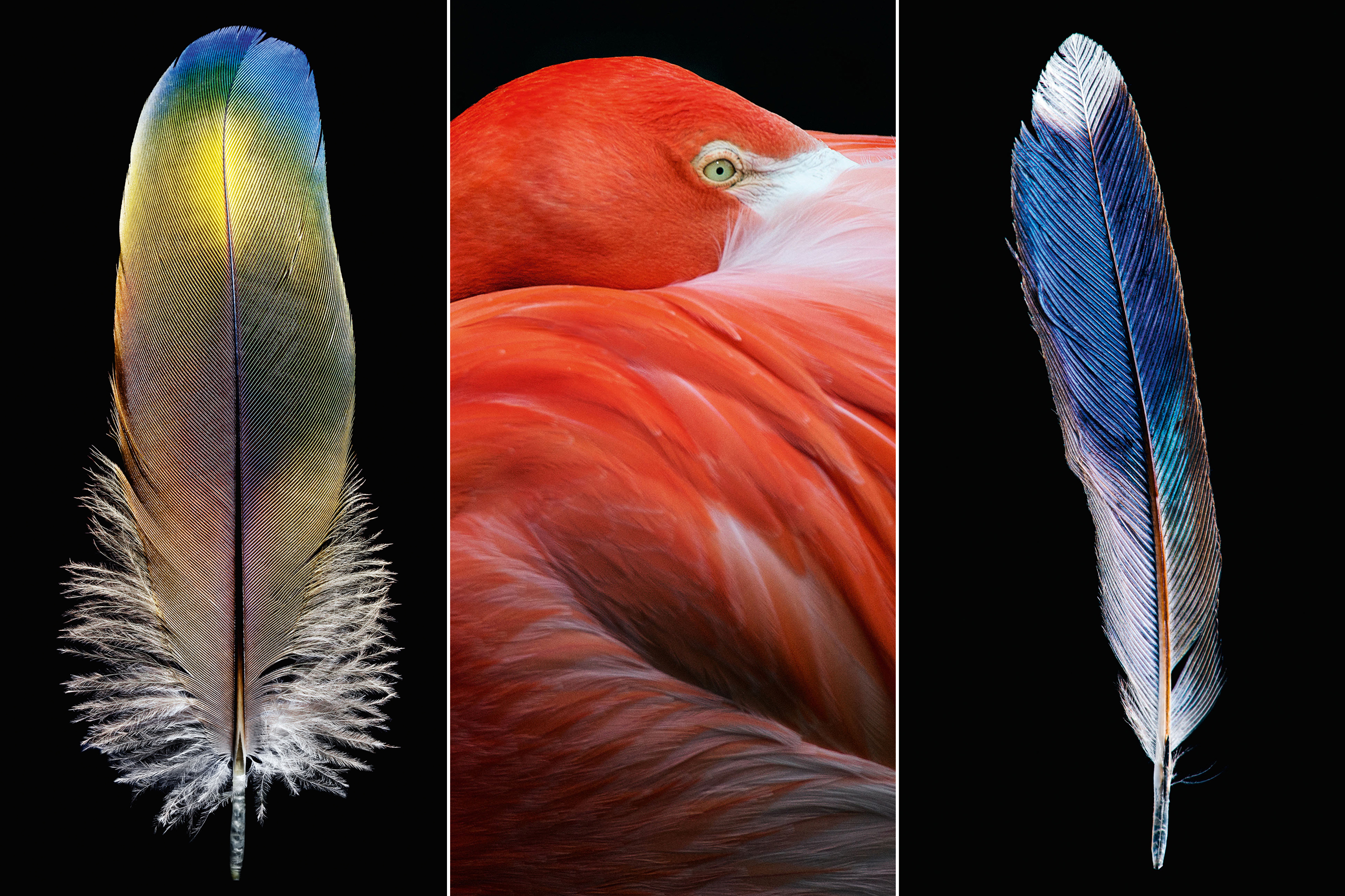 Feathers-robert-clark-chronical-books-featured-image
