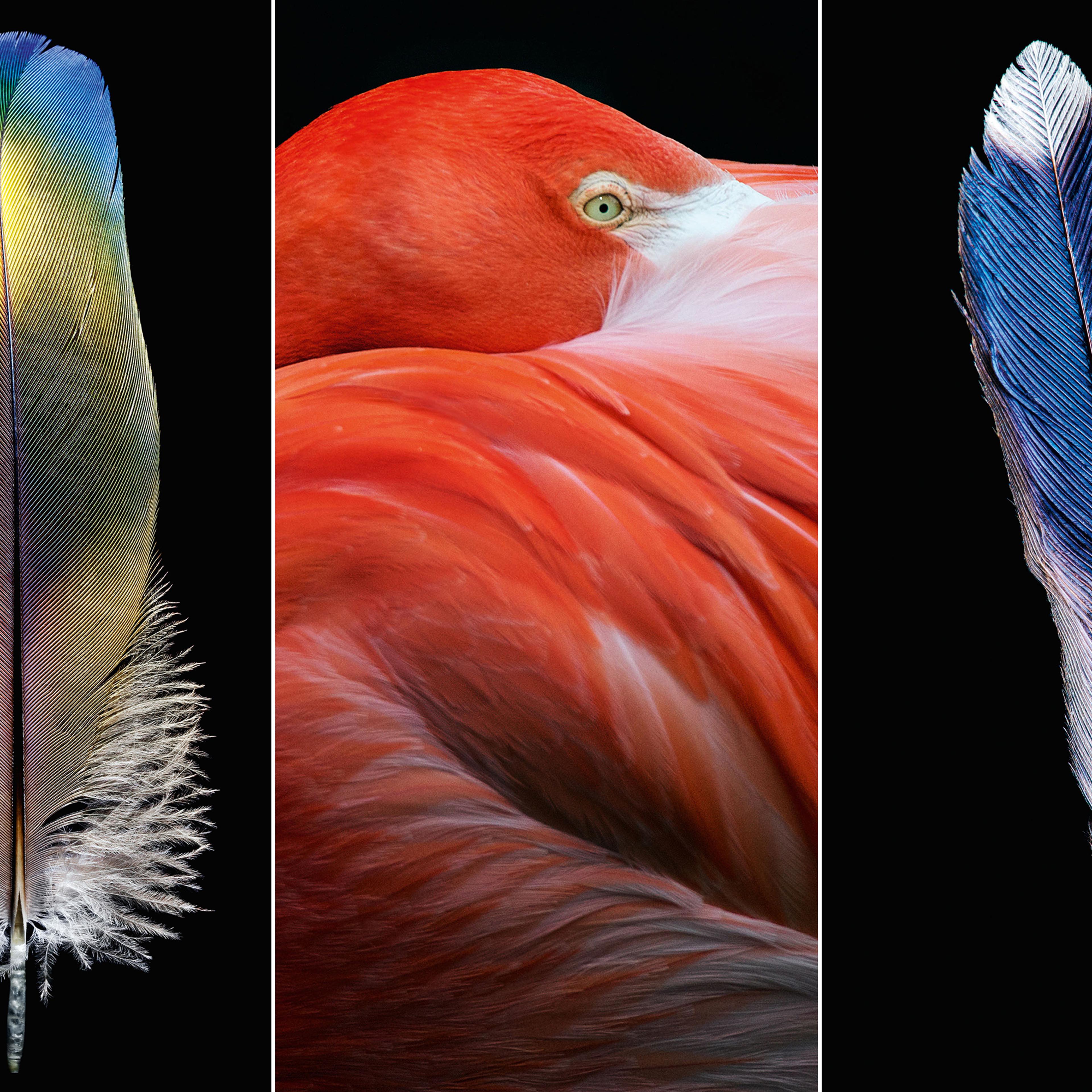 Feathers-robert-clark-chronical-books-featured-image