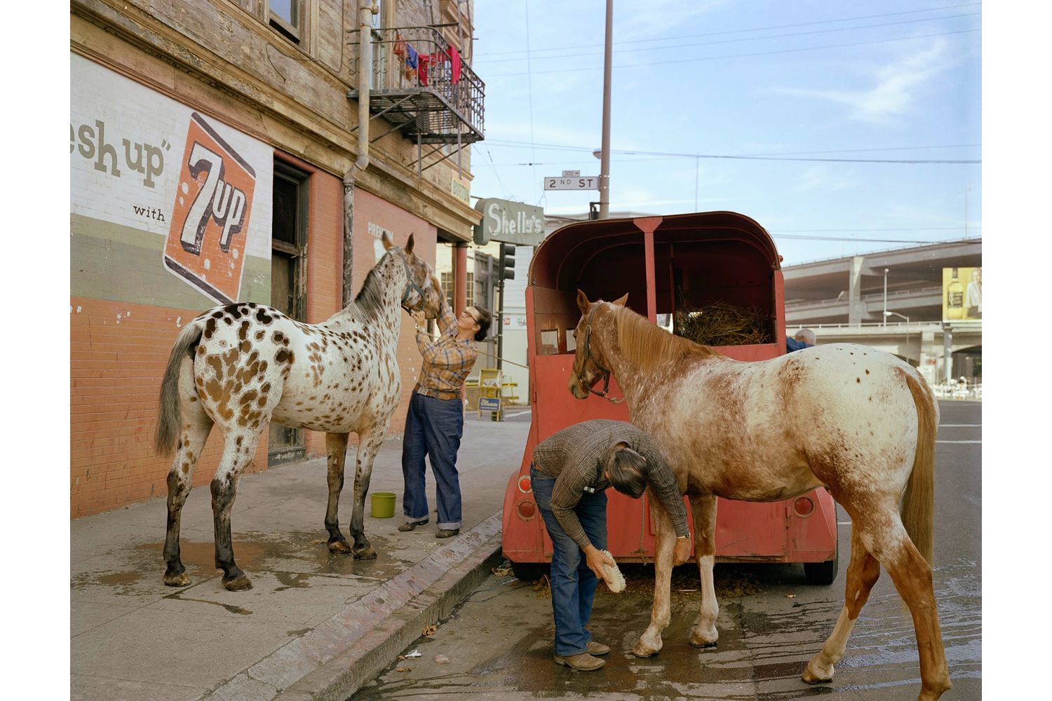 Skip Wheeler and his wife groom their horses after Veteran’s Day Parade, Folsom at 2nd Street