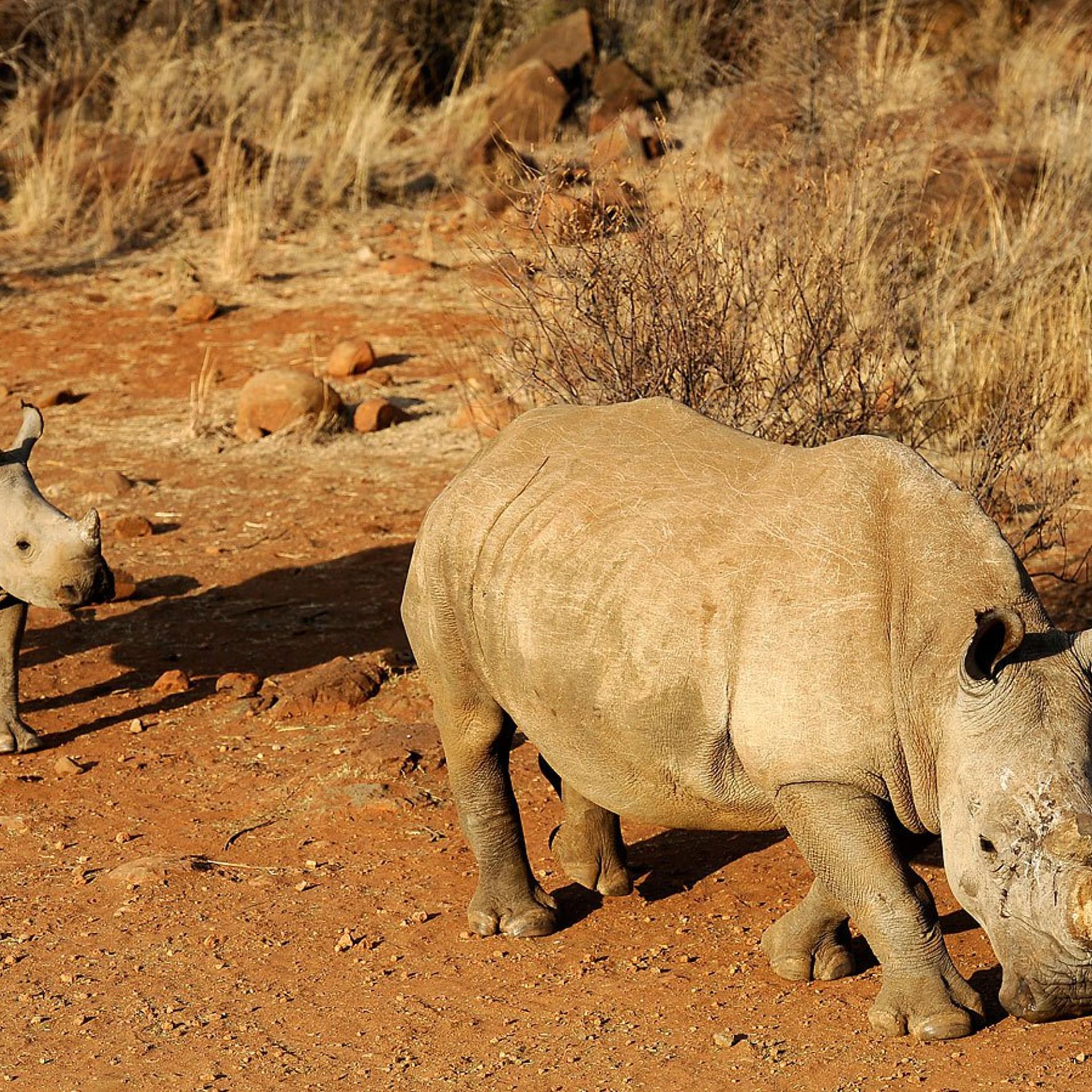 A black dehorned rhinoceros is followed by a calf on August 3, 2012 at the Bona Bona Game Reserve, southeast of Johannesburg, South Africa. The western black rhino subspecies (not pictured) has now been officially declared extinct.