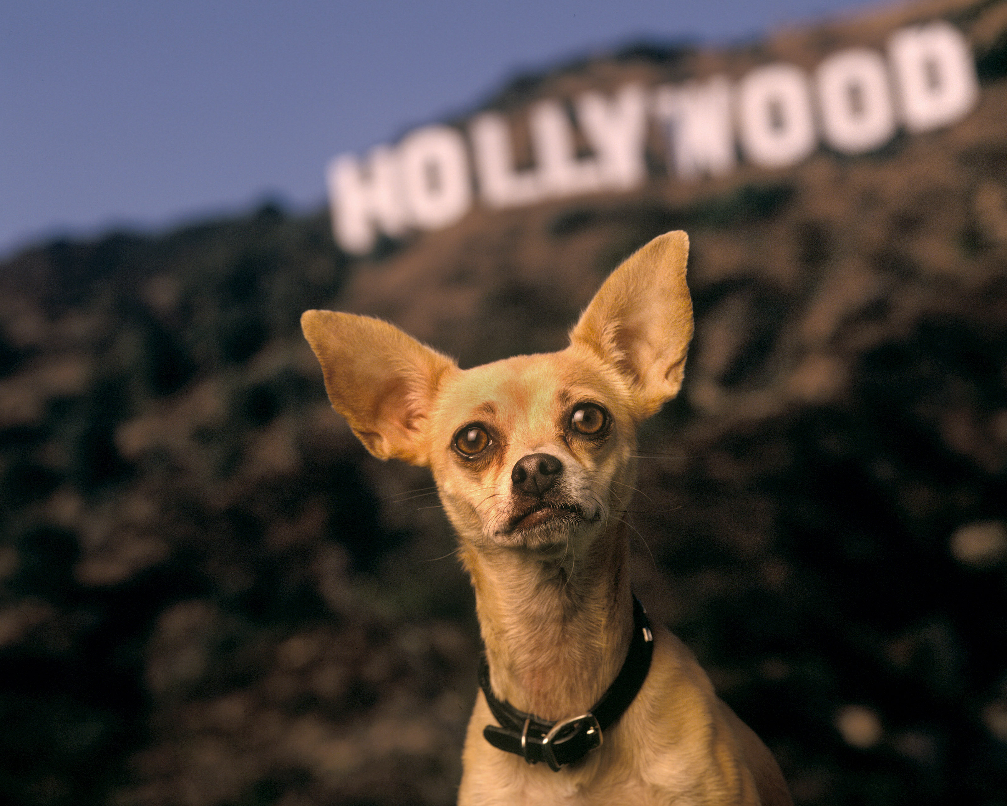 Most Famous Dogs - Gidget