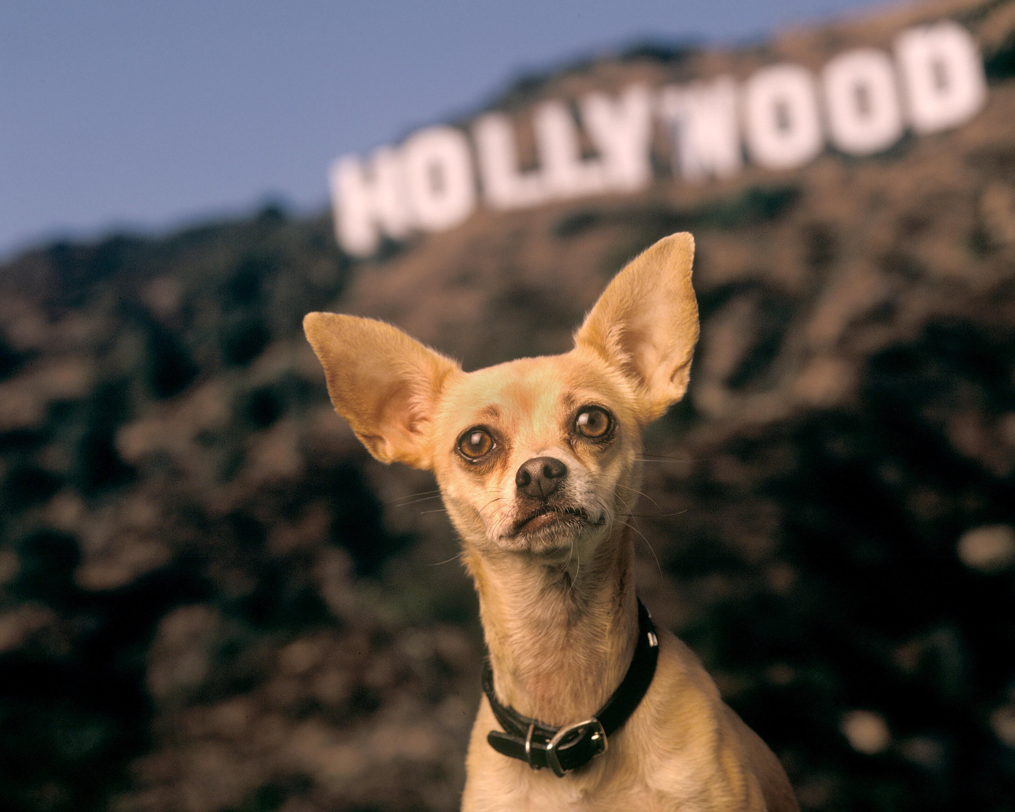 Most Famous Dogs - Gidget