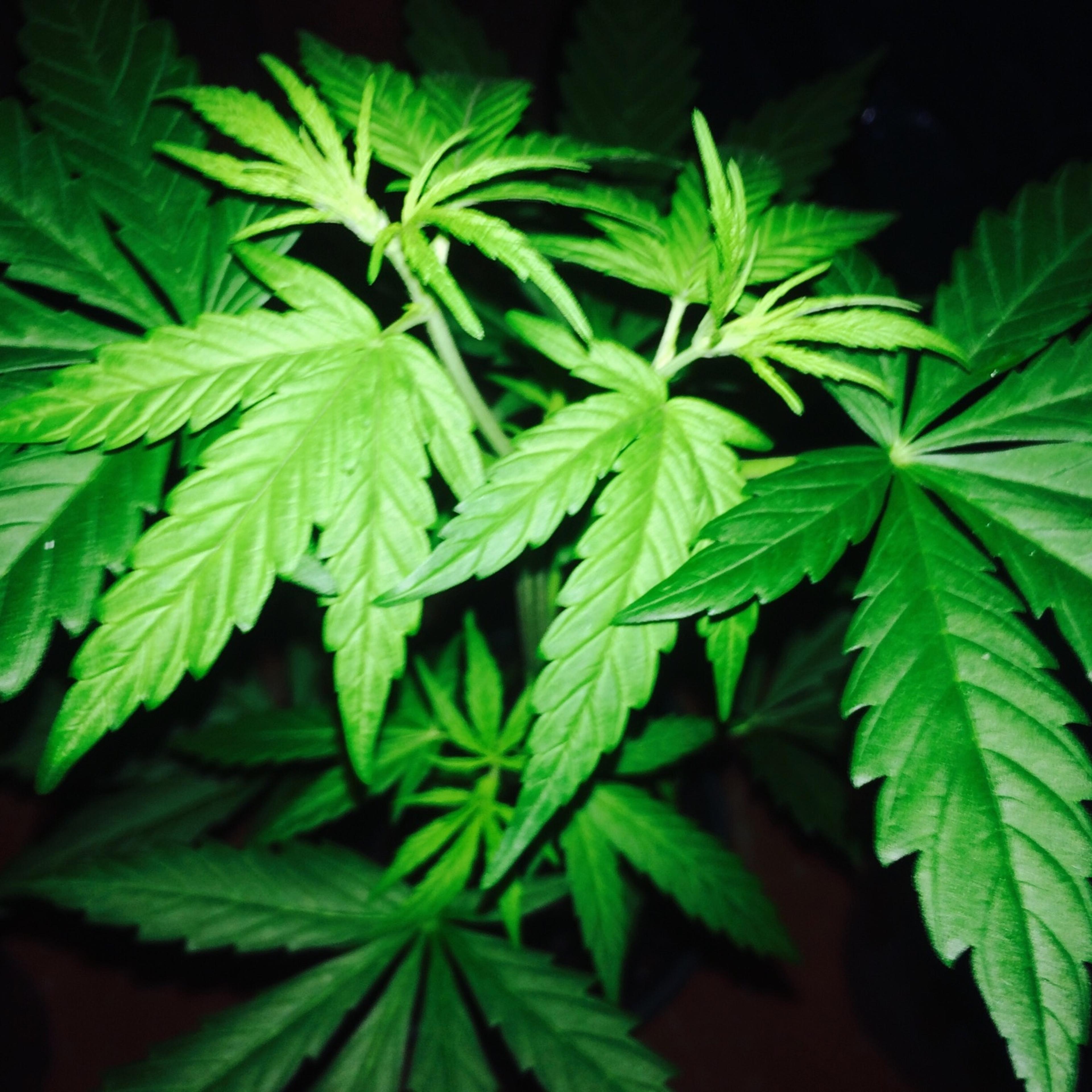 cannabis