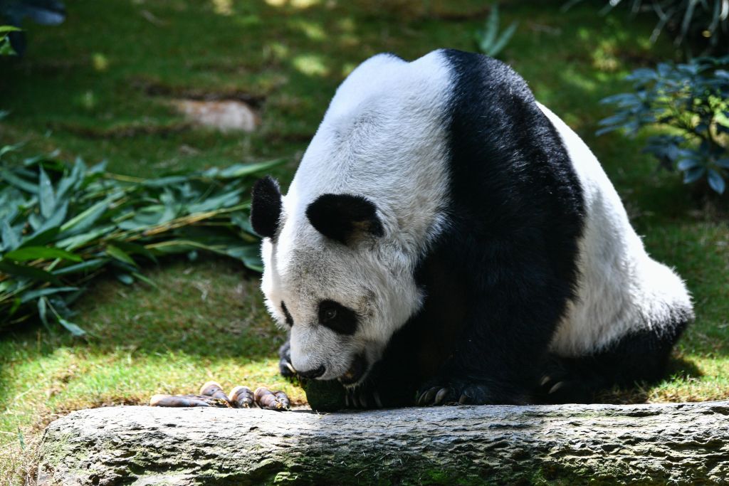 HONG KONG-HEALTH-VIRUS-LIFESTYLE-ANIMAL
