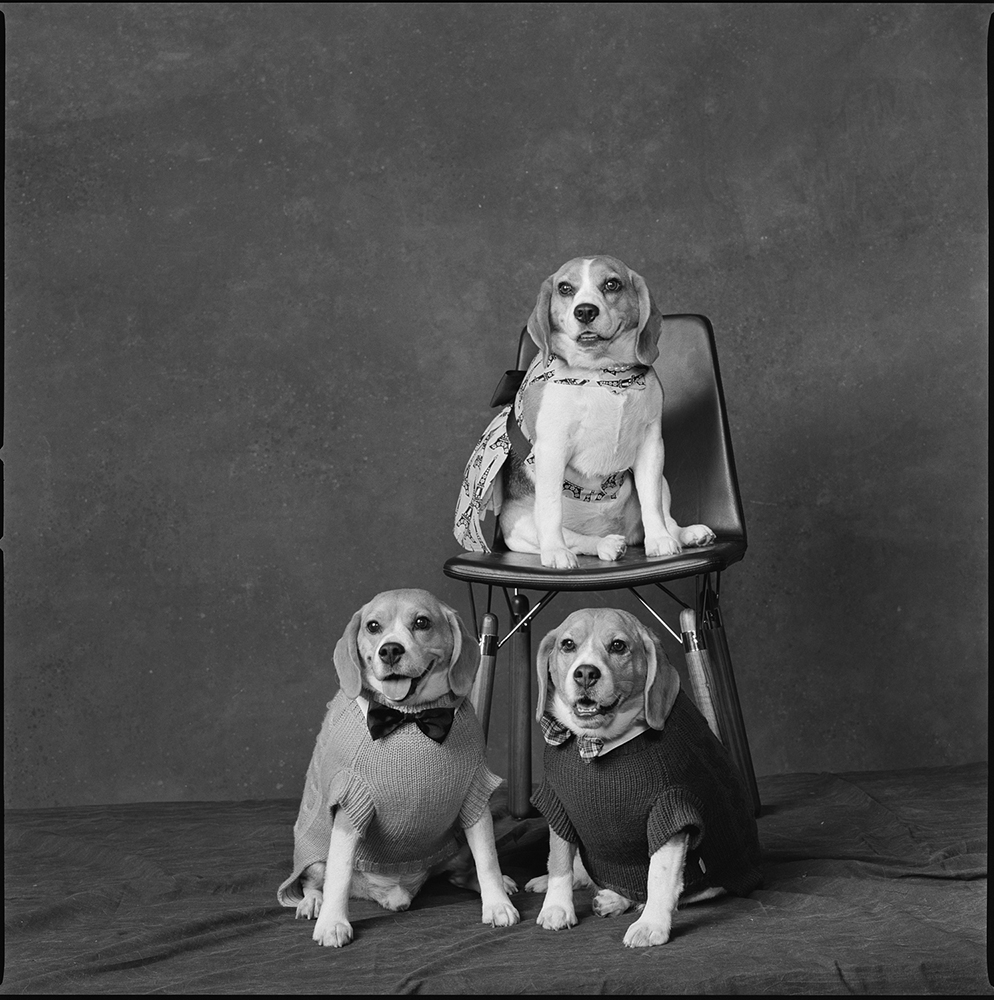 2012: CoutureThese three beagles are my favorite. Their names are Henry Hudson, Cindy Sherman and Bert.