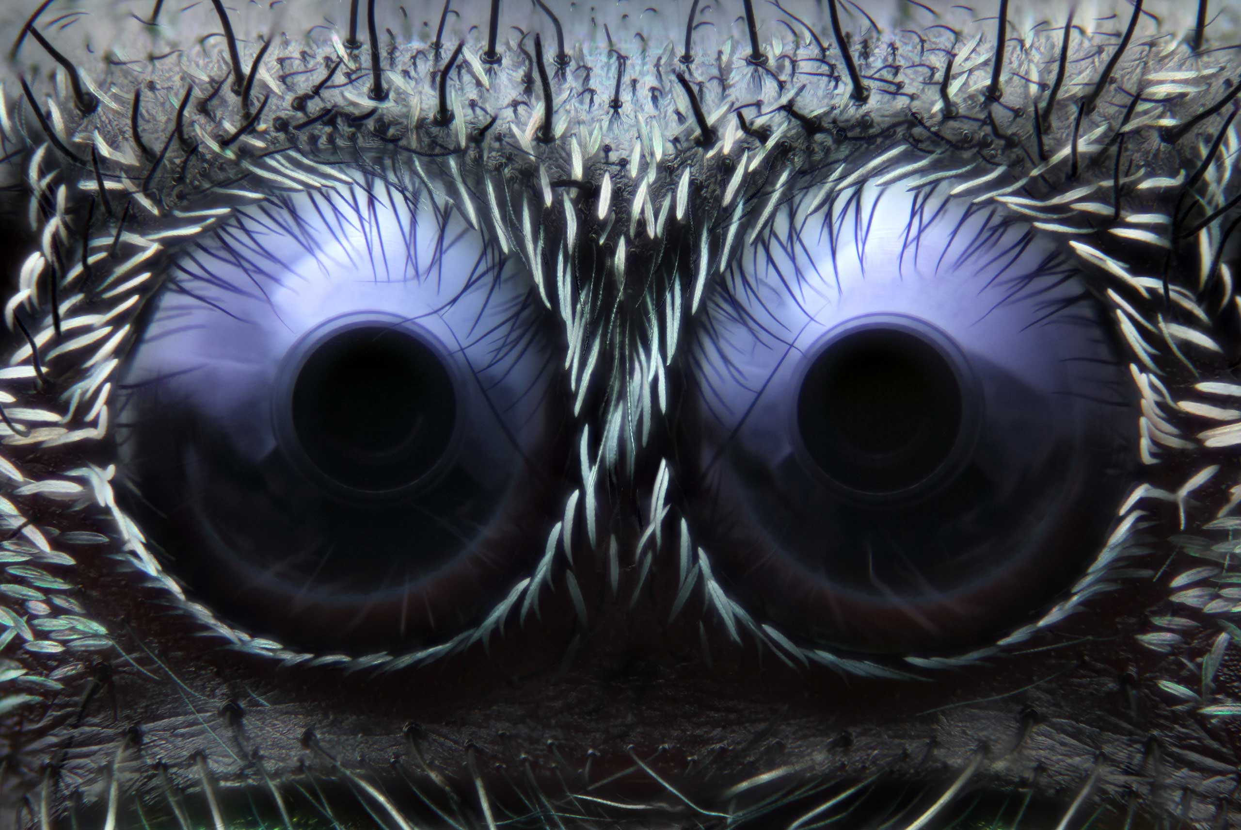 Jumping spider eyes at 20x magnification.