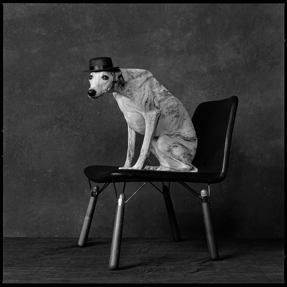 2012: CoutureI love Cooper (a whippet) and Cooper loves me.