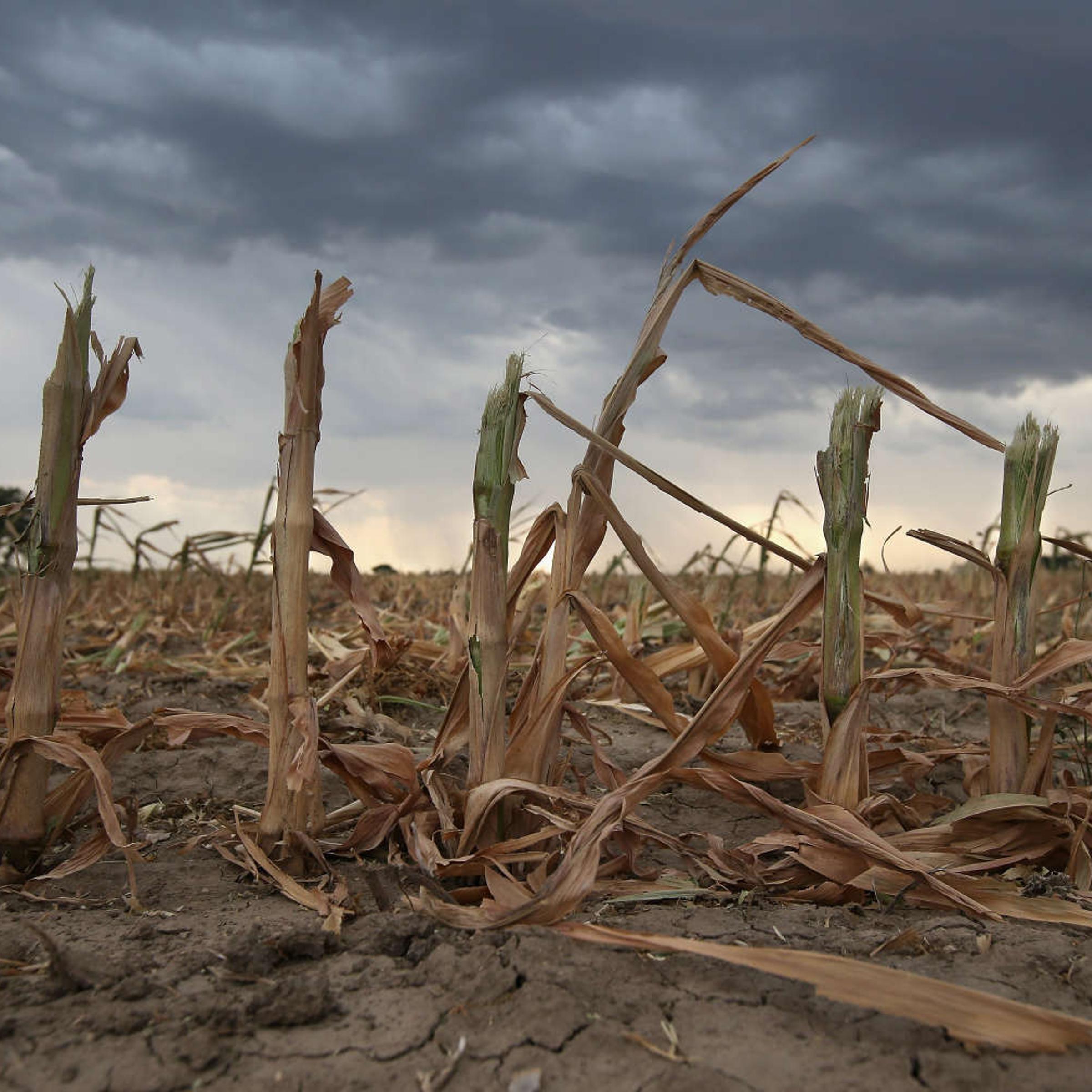 Climate change impacts crop yields