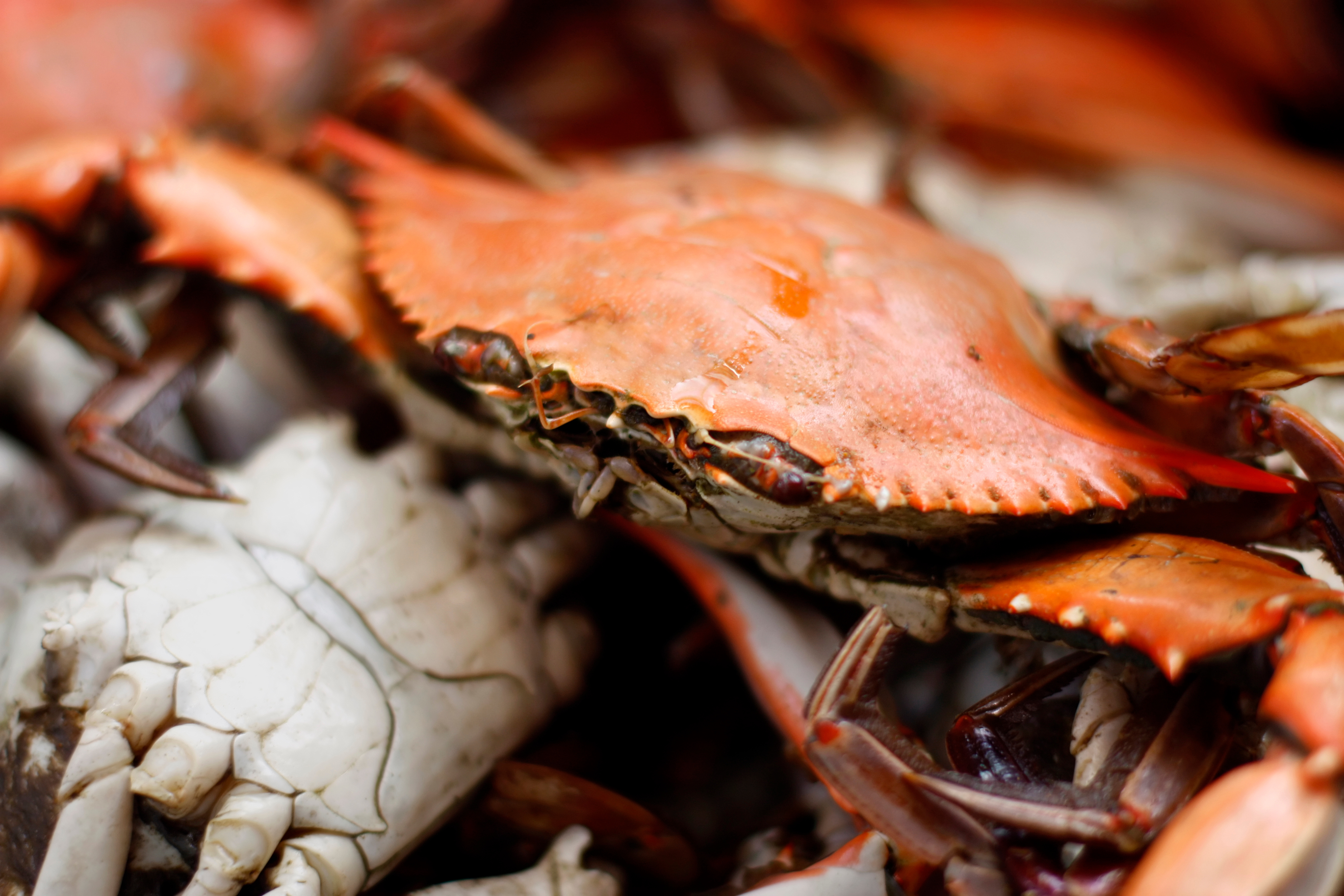 chesapeake blue crab