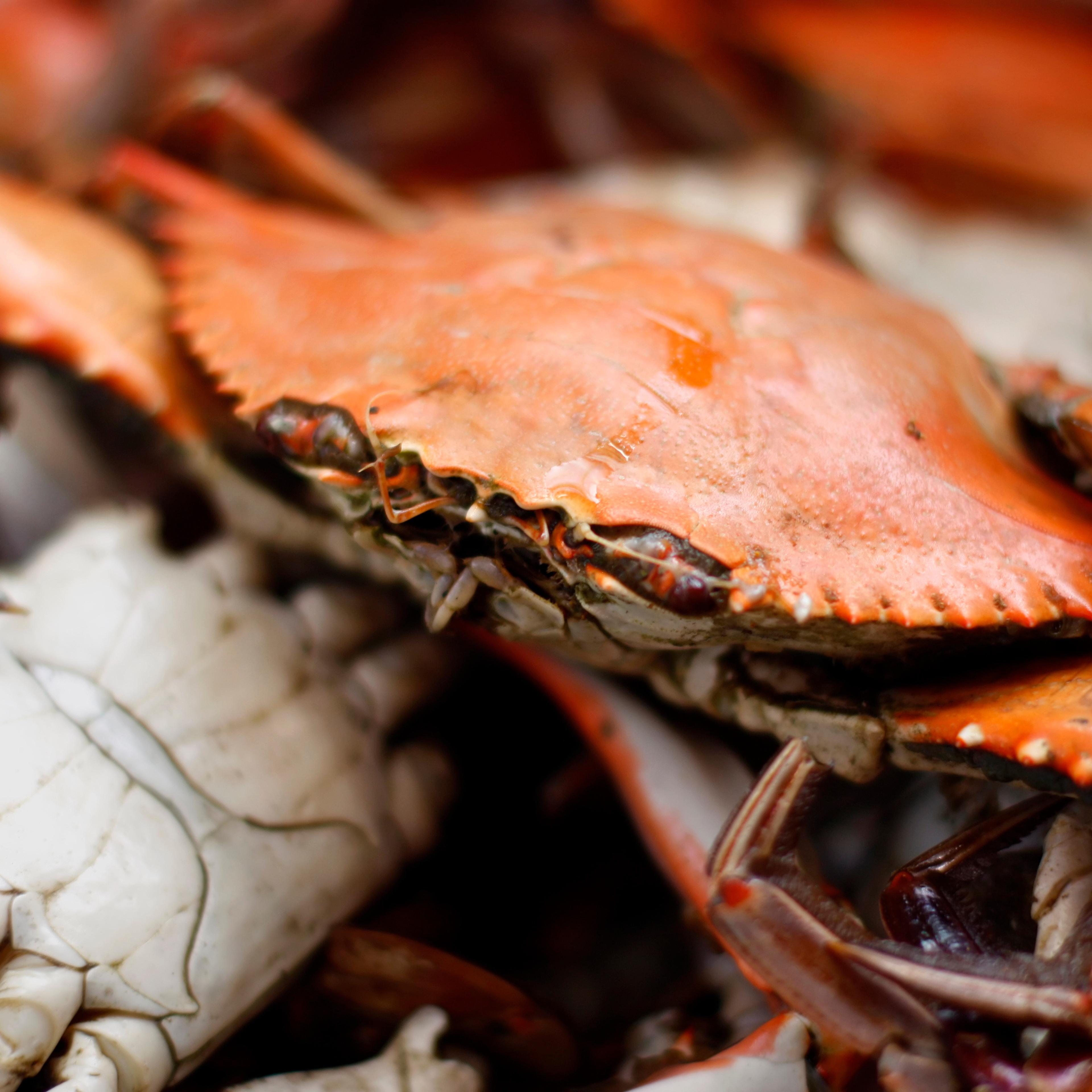 chesapeake blue crab