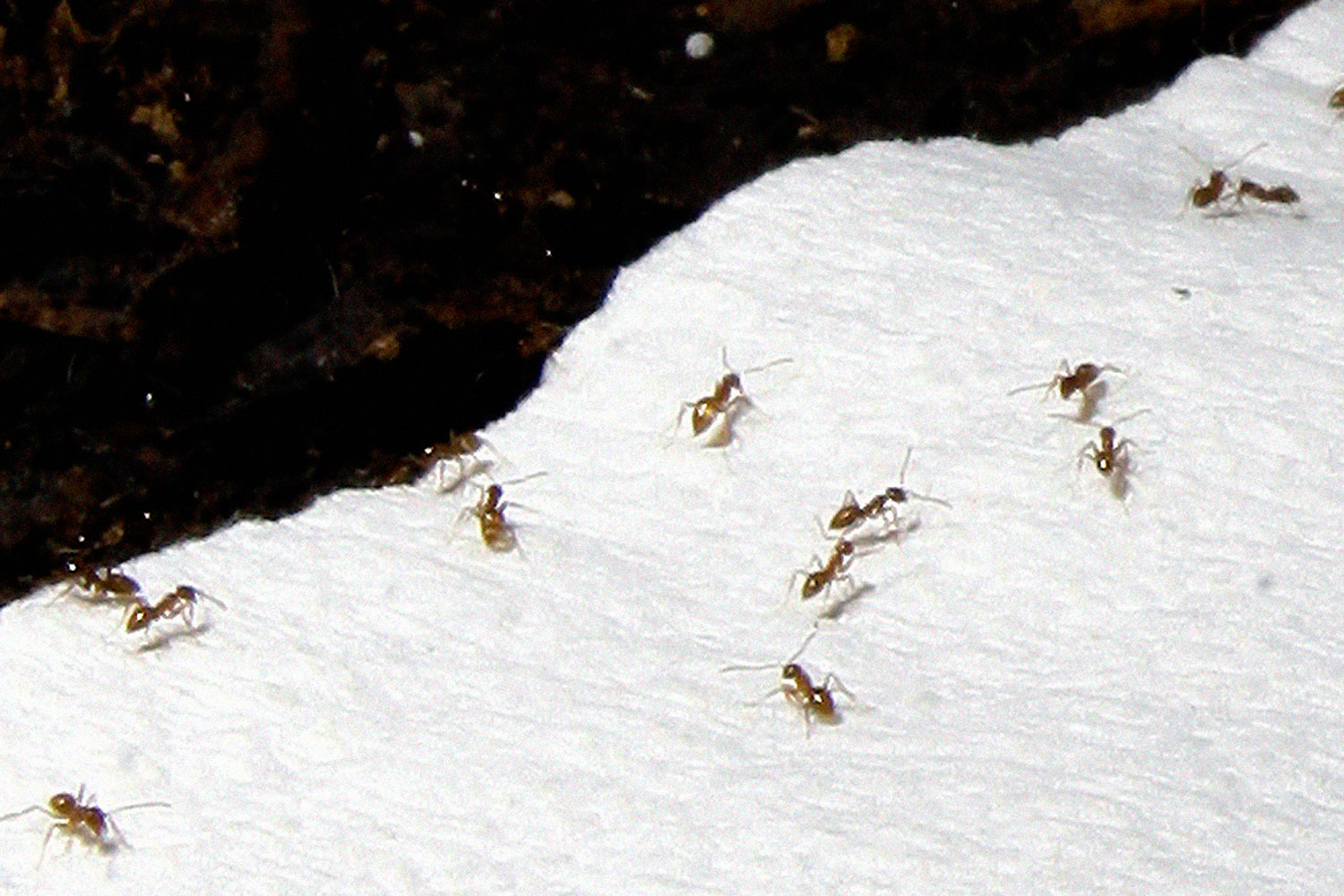 Crazy Ant Raspberry Ant Invasion Houston