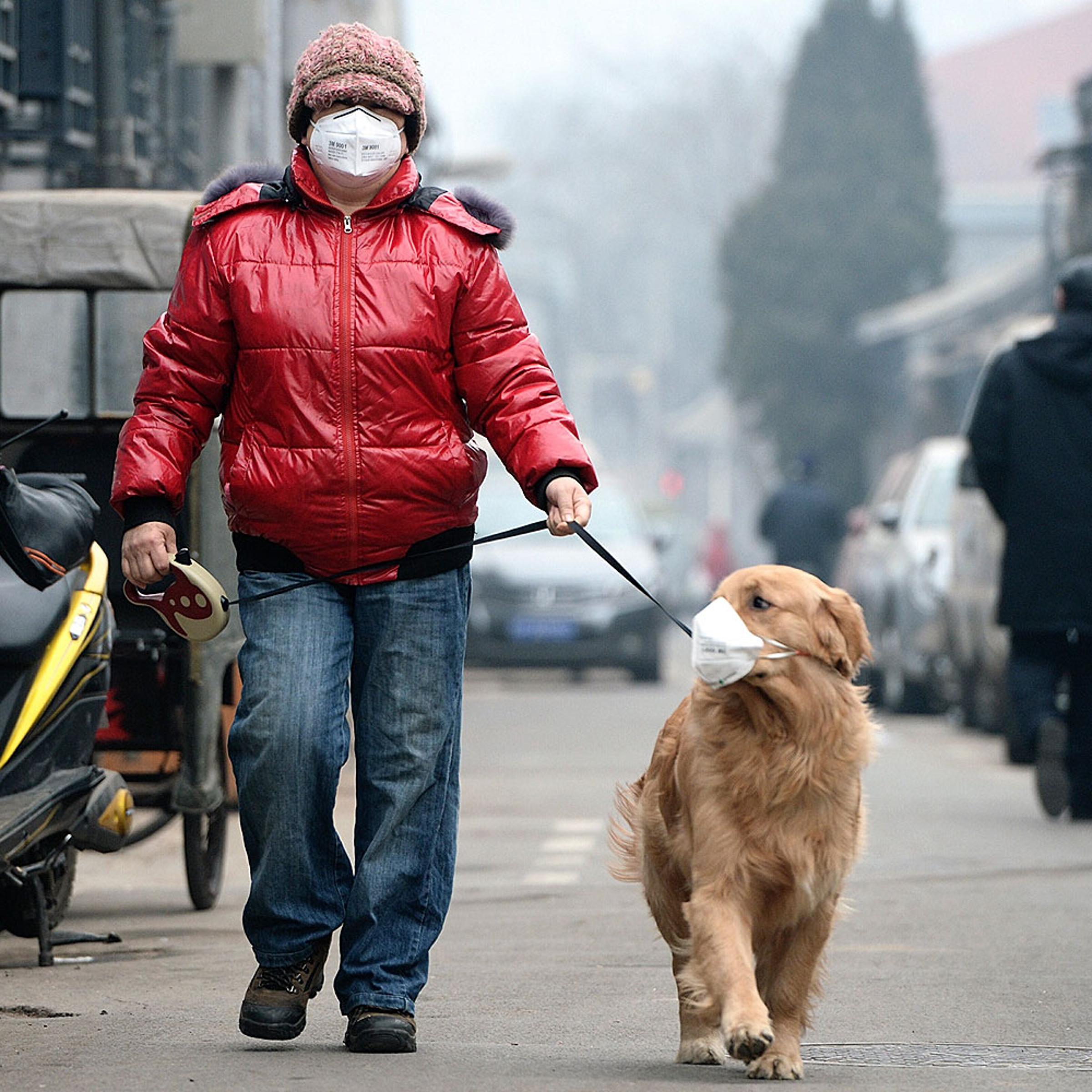 A man and his dog, both wearing masks, walk along a small alley on a hazy day in Beijing on Feb. 23, 2014