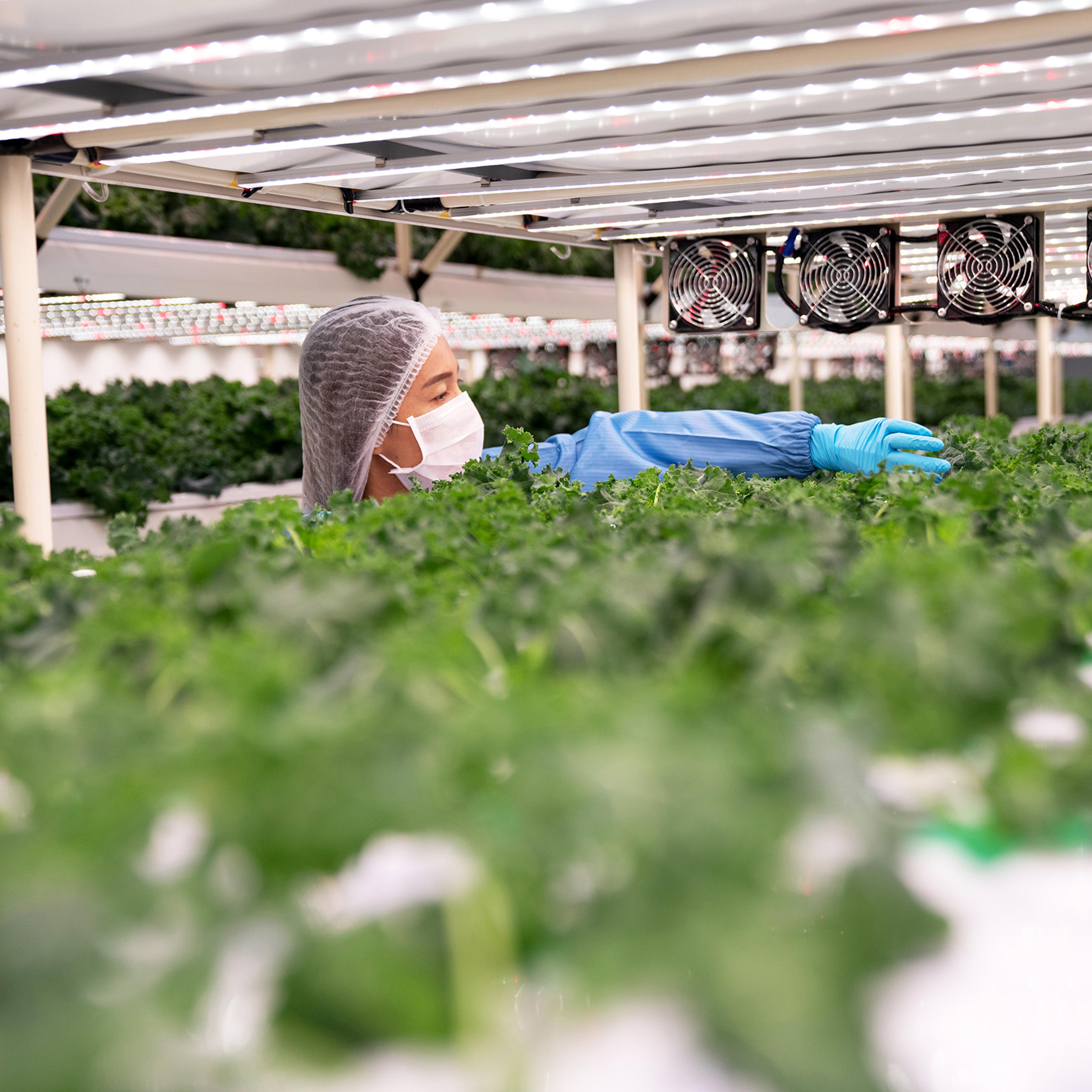 Safety food production and quality control