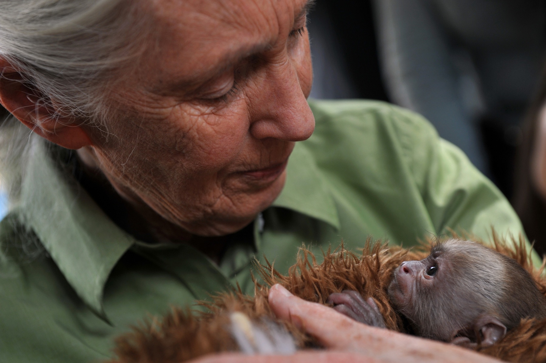 CHILE-BRITAIN-GOODALL-PRIMATE CENTER