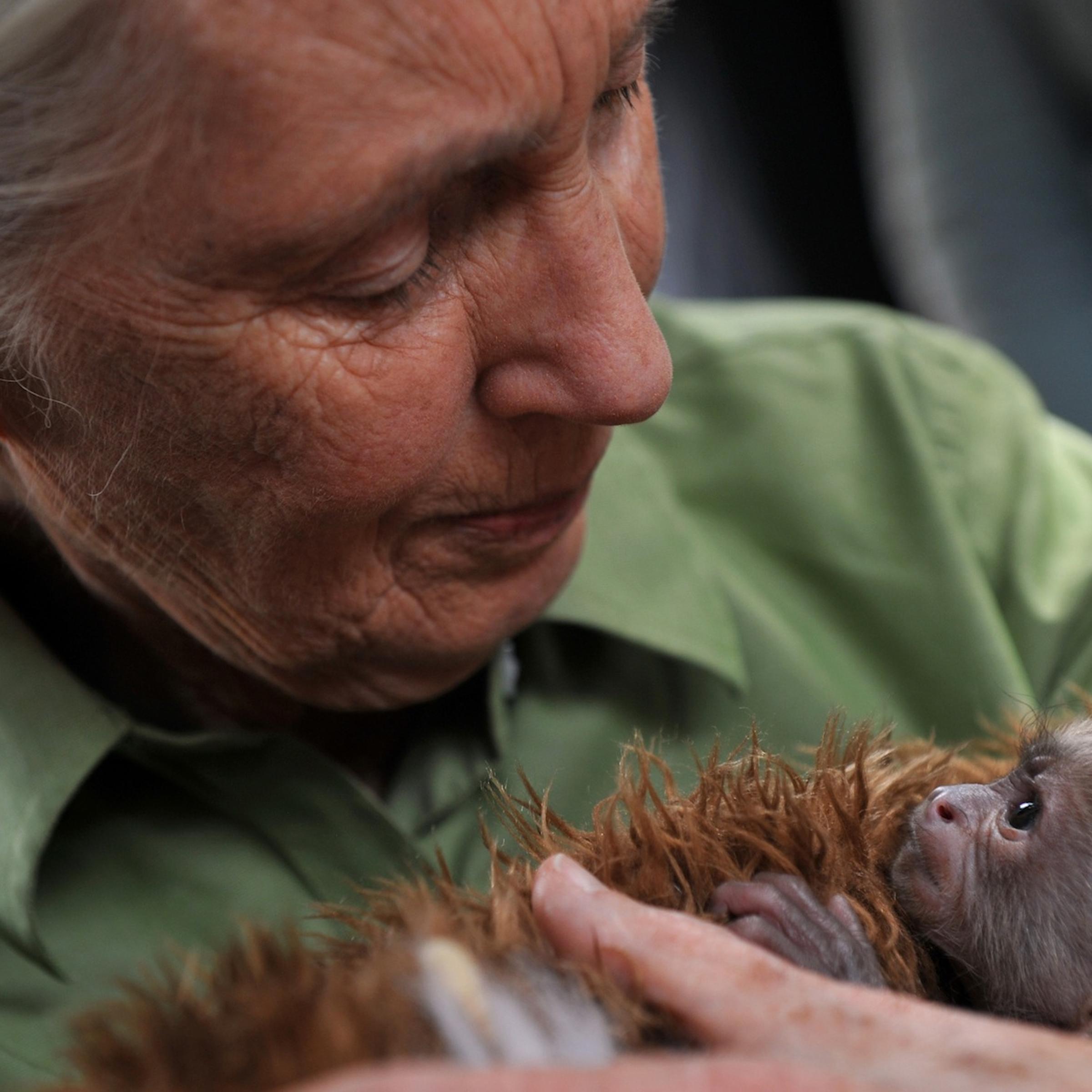 CHILE-BRITAIN-GOODALL-PRIMATE CENTER