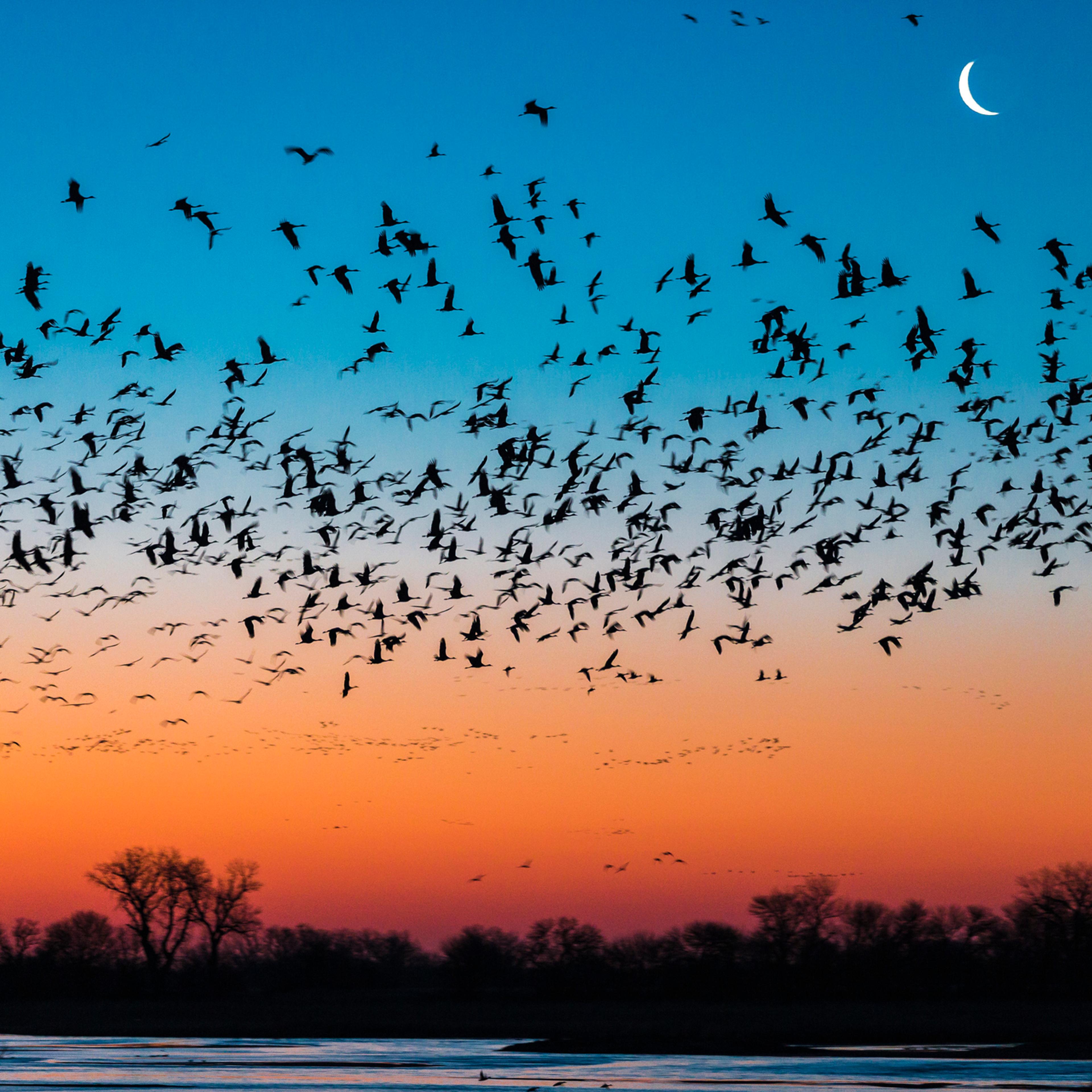 Flock of sandhill crane birds at sunset