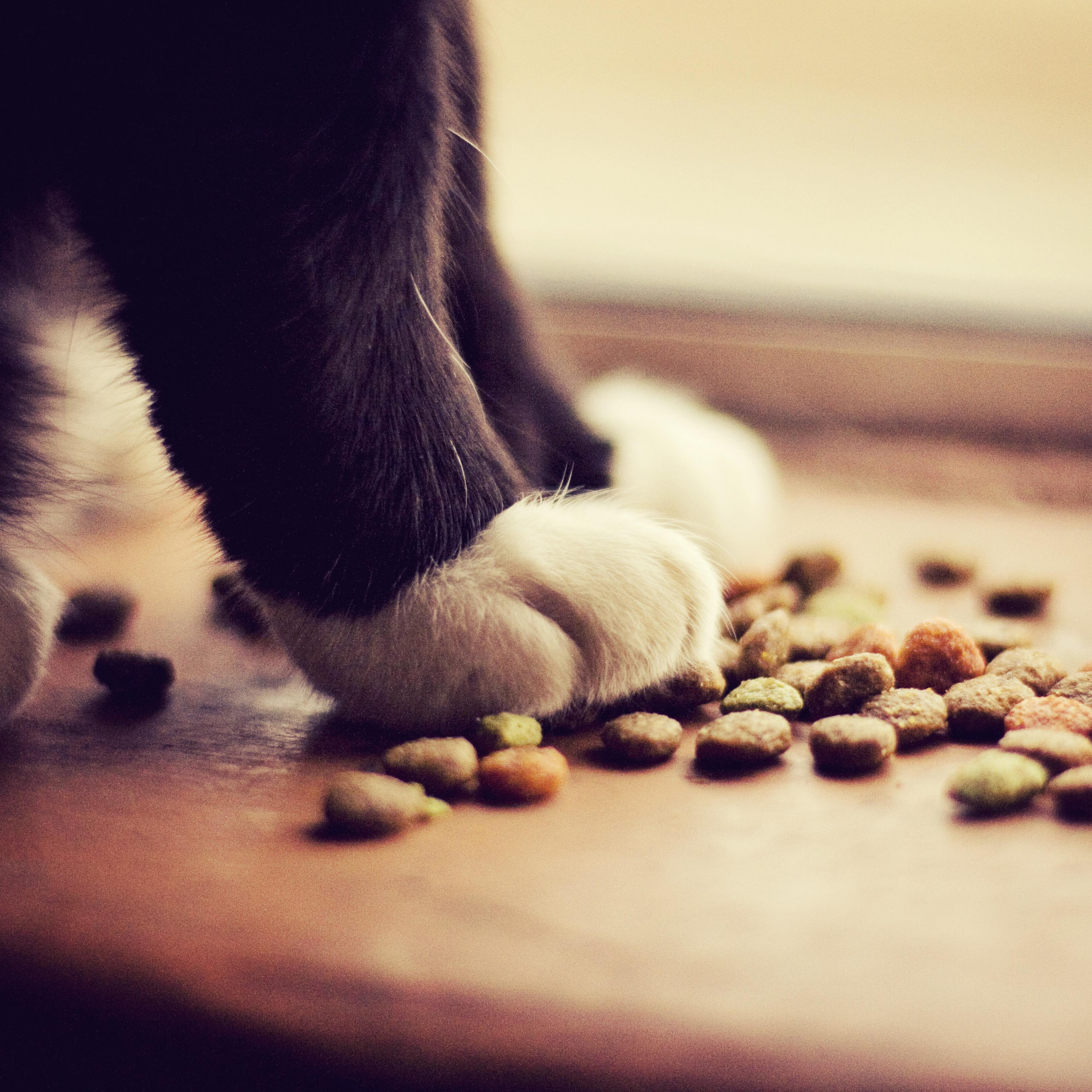 Cat paws with kibble