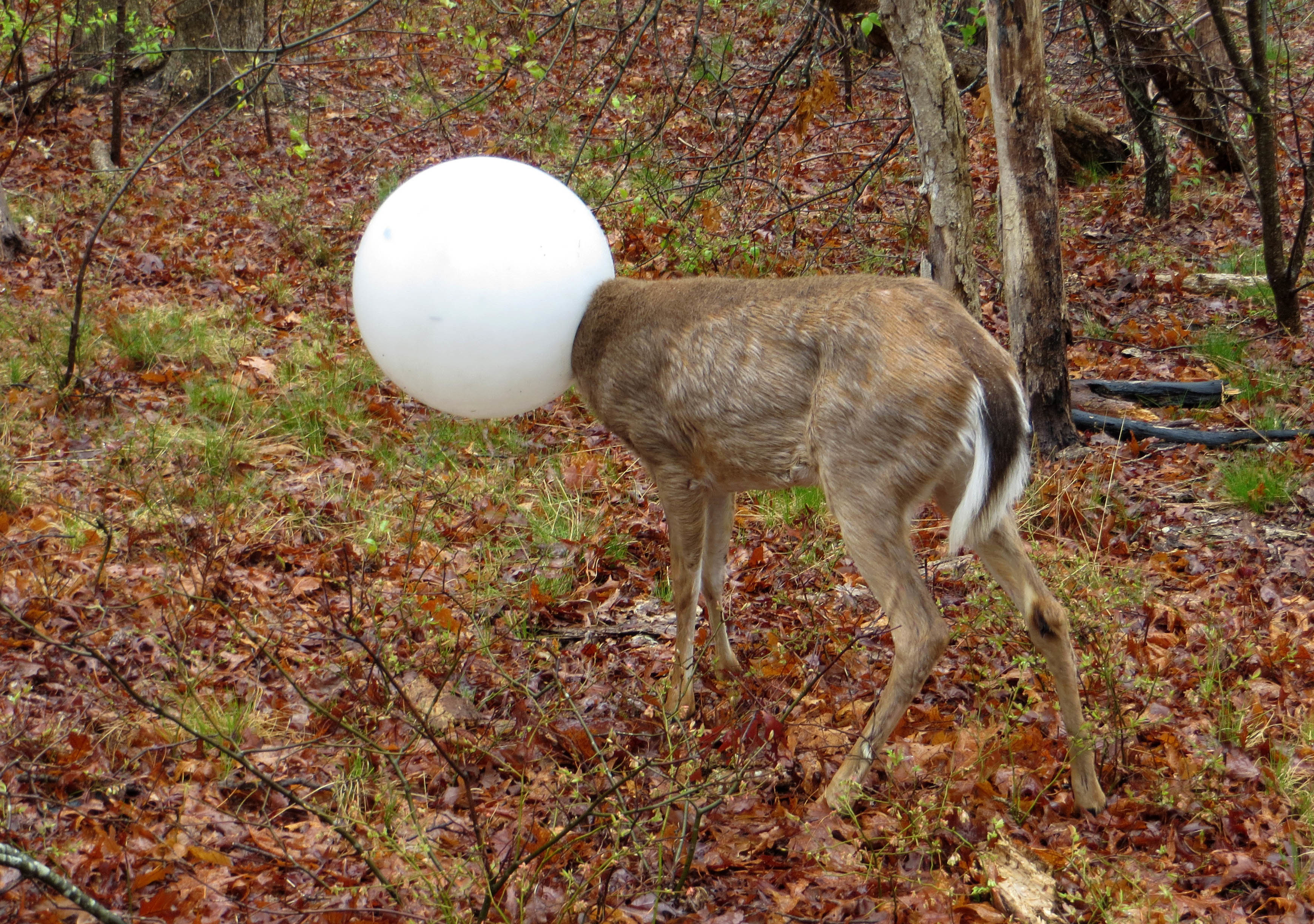 Deer Rescue