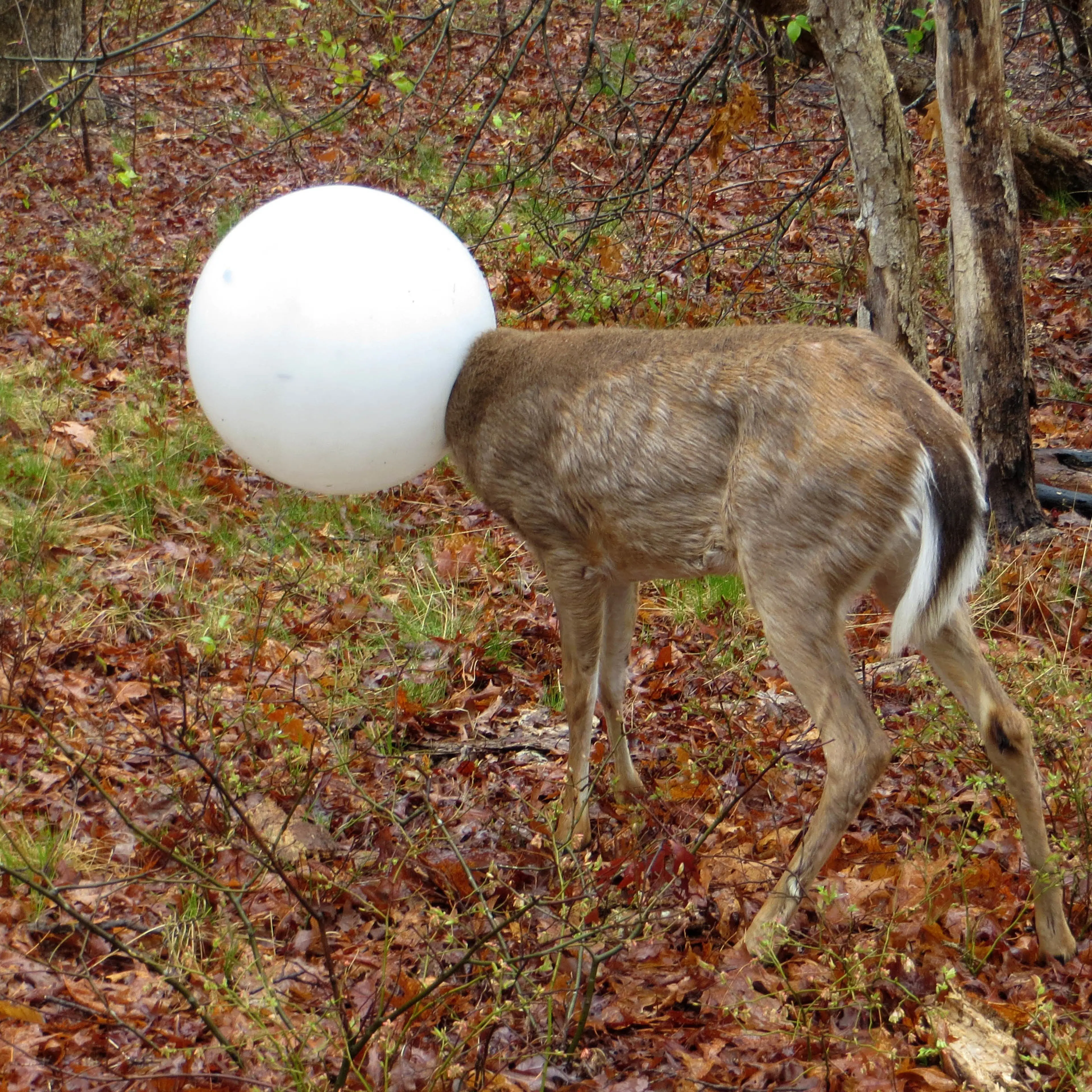Deer Rescue