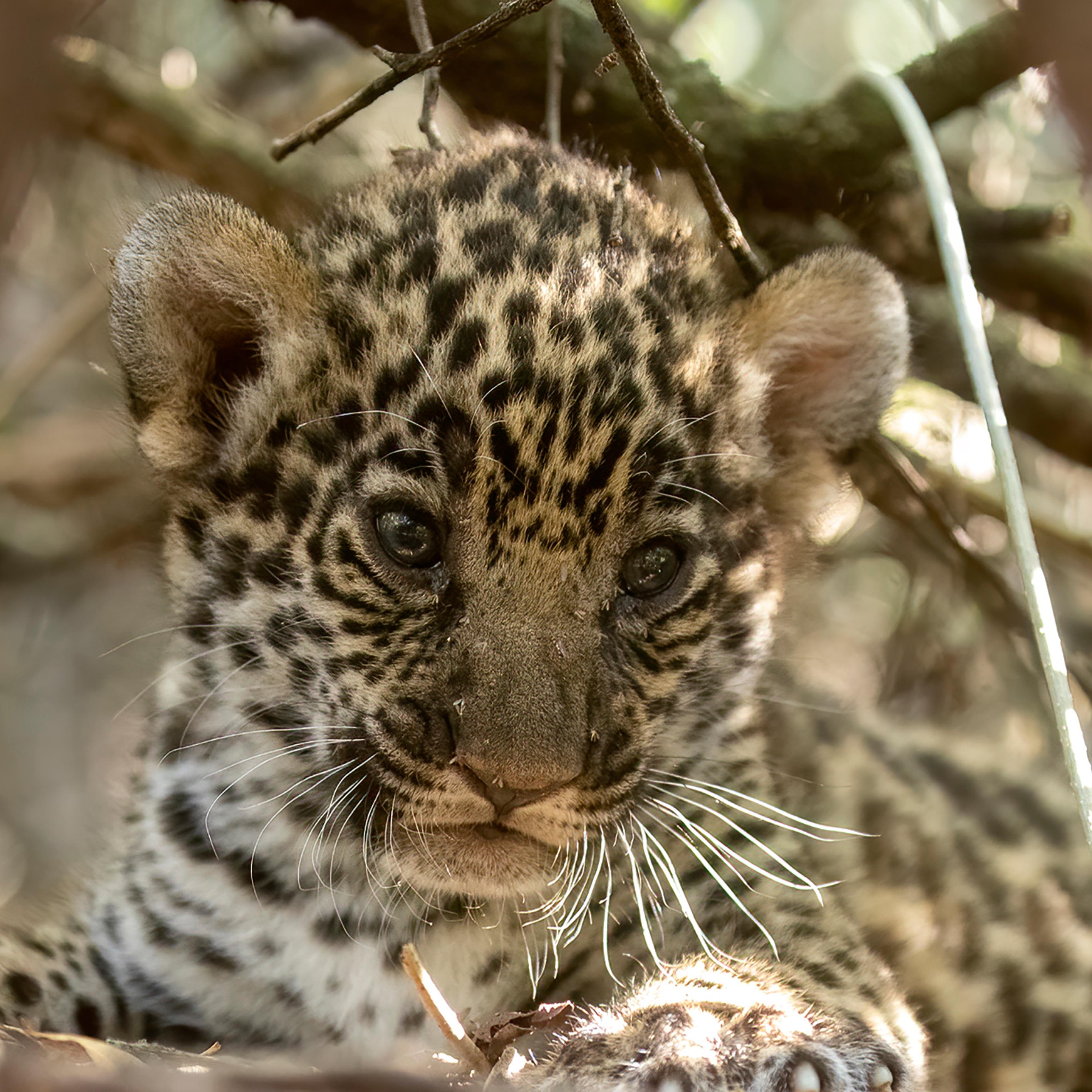 Nala, a jaguar cub born in captivity is the offspring of Qaramta, a solitary wild male living in El Impenetrable National Park.