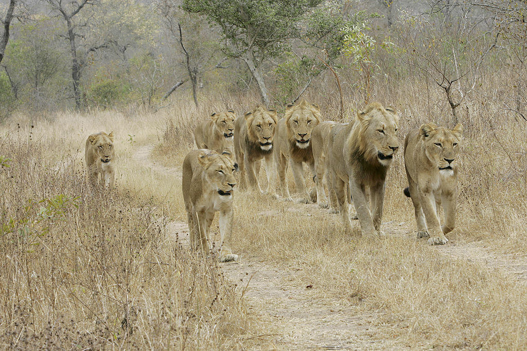Pride of Lions, Kirkmans Camp Safari Lodge, Mala Mala, Kruger National Park, South Africa, Africa