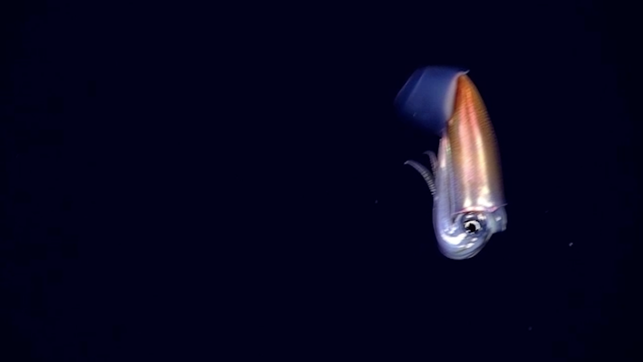 NOAA squid